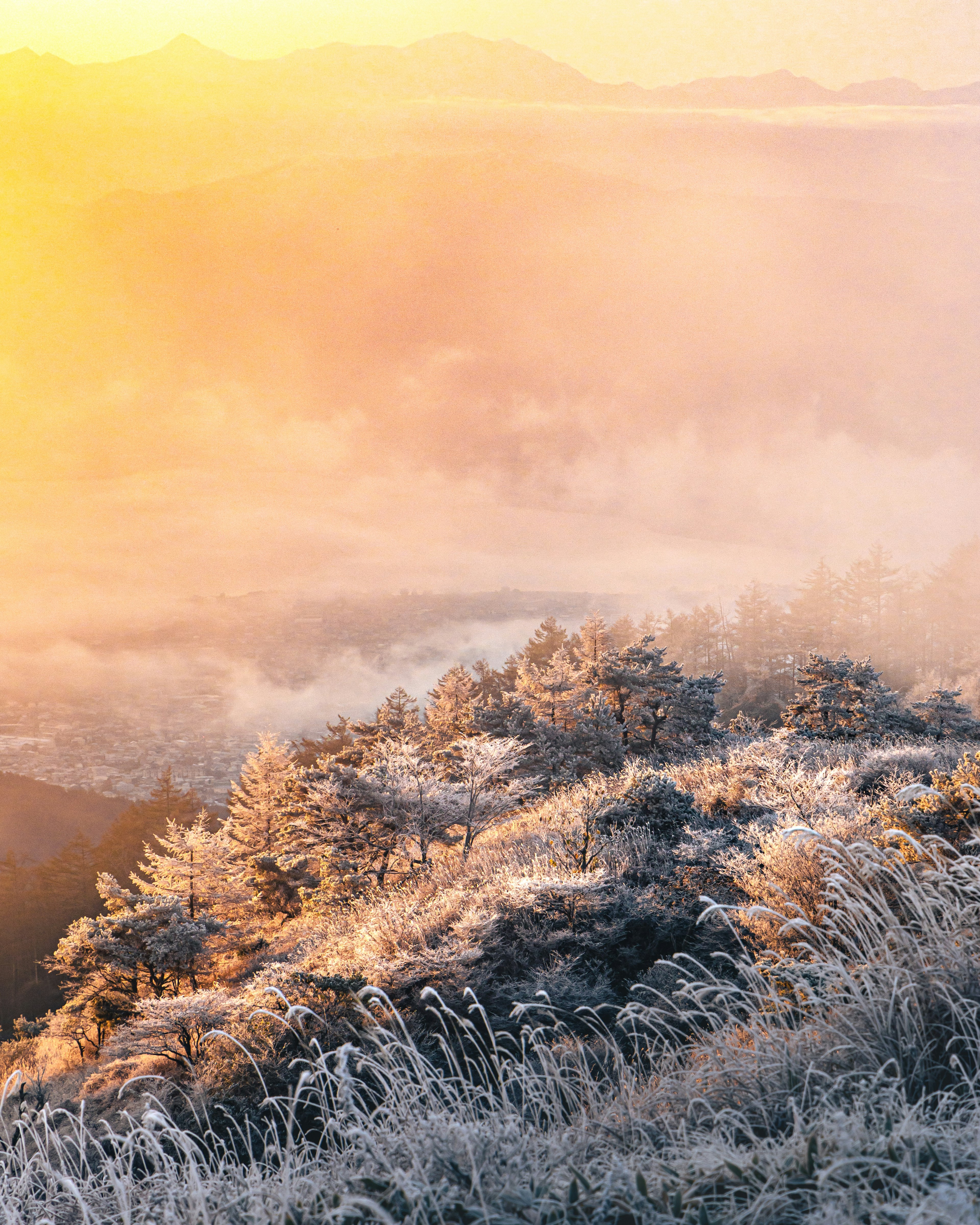 Von Frost bedeckte Bäume und Wiesen, die vom Morgenlicht erleuchtet werden