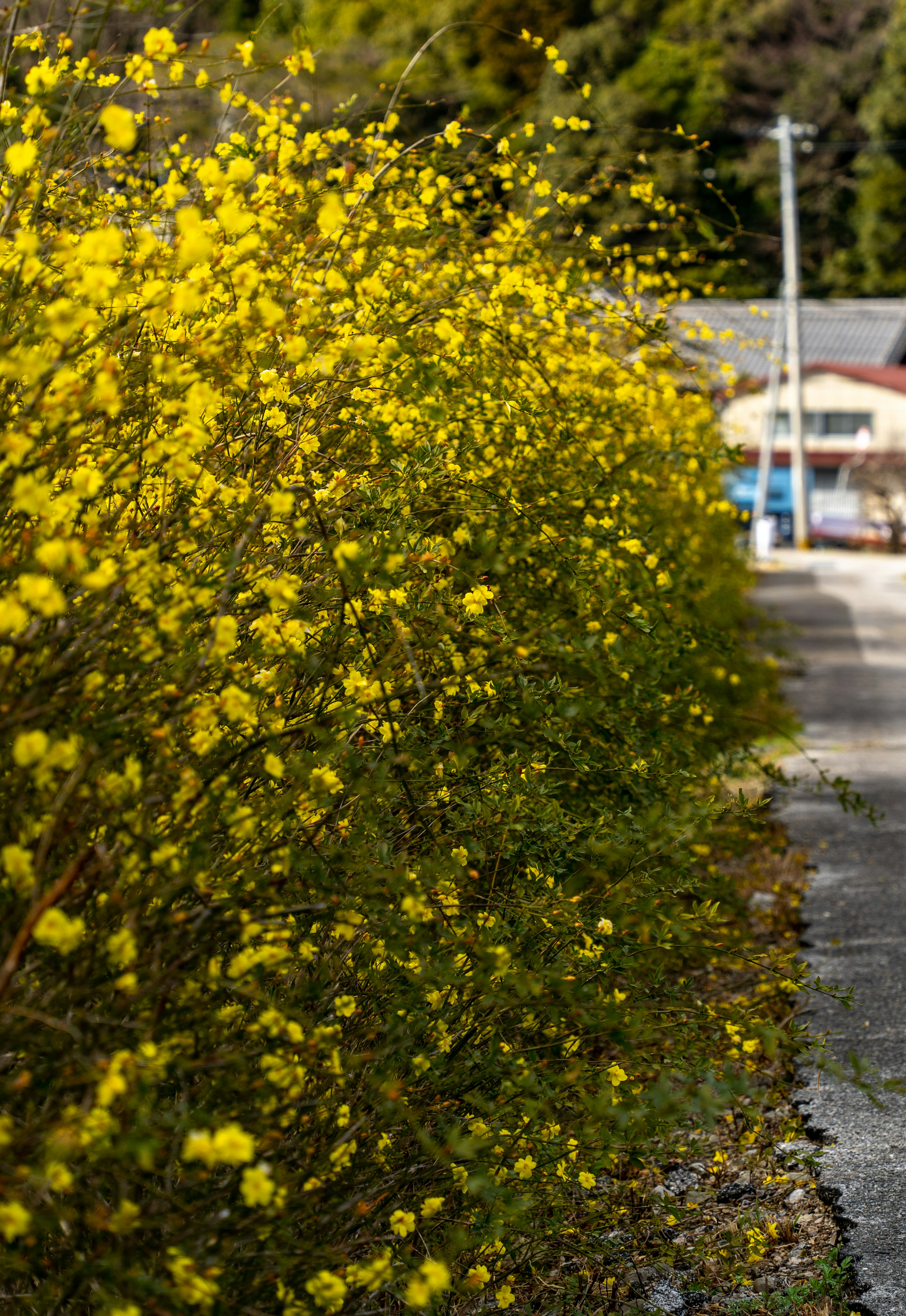 黄色い花が咲く低い生垣と後ろにある道