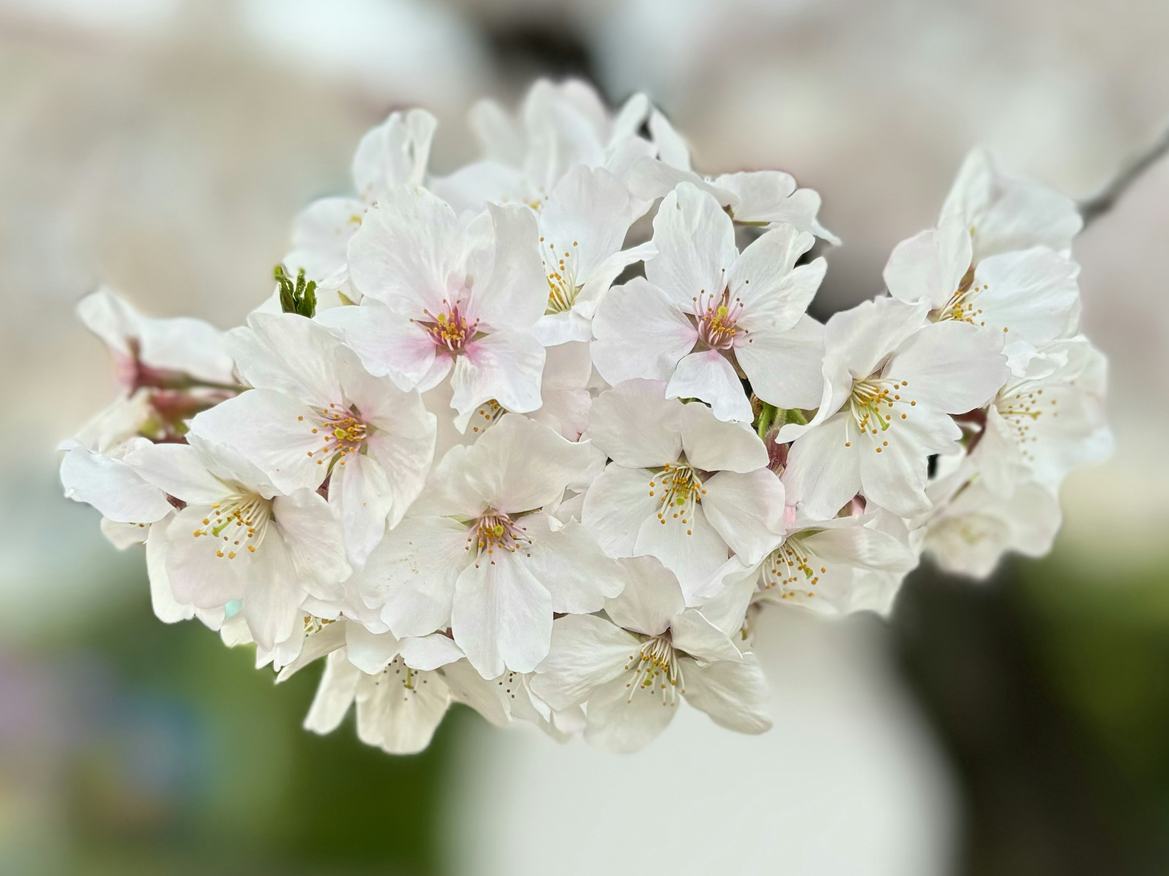 桜の花が咲いている美しい白い花の束