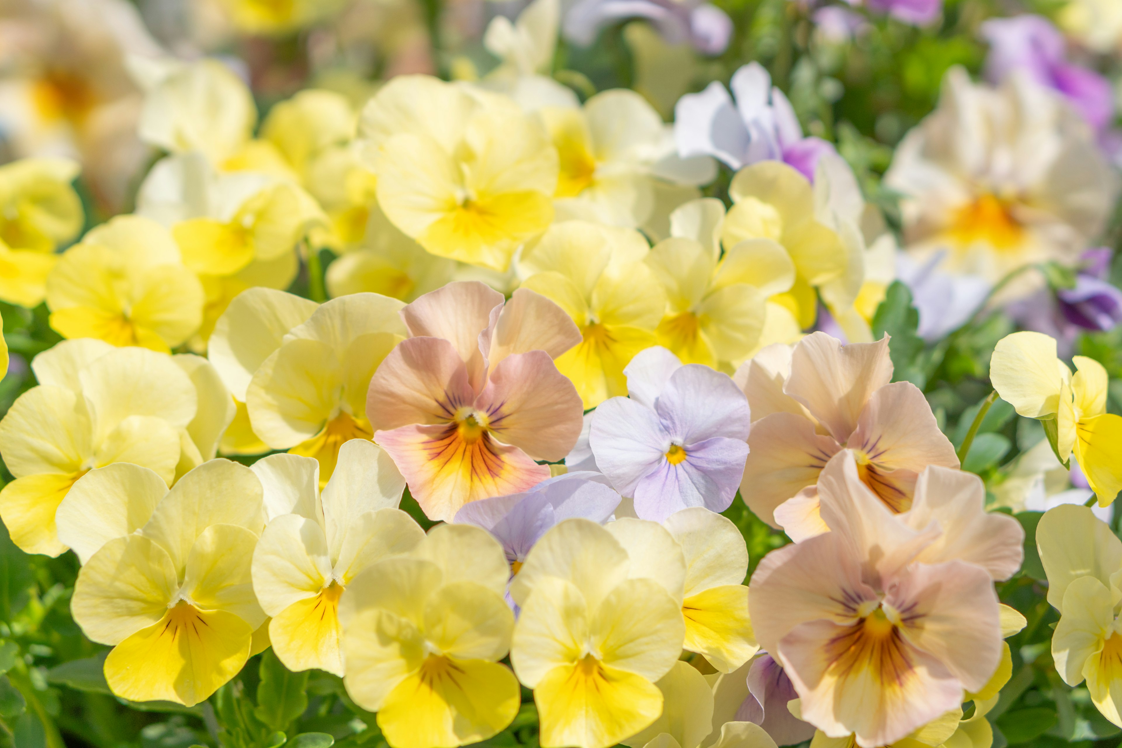 Pameran bunga pansy kuning dan ungu yang cerah dalam keadaan mekar penuh