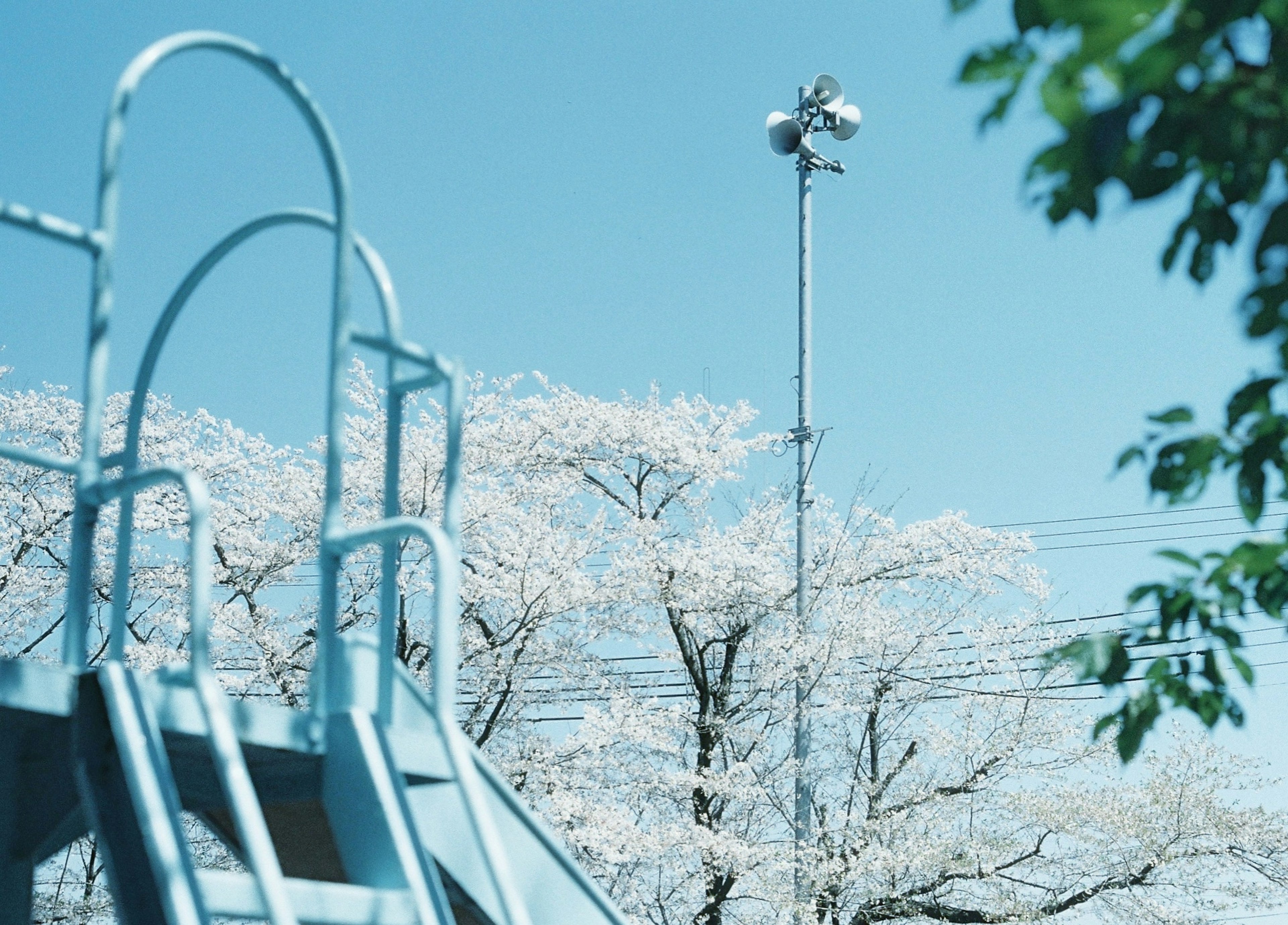 Scène de parc avec un toboggan bleu et des cerisiers en fleurs