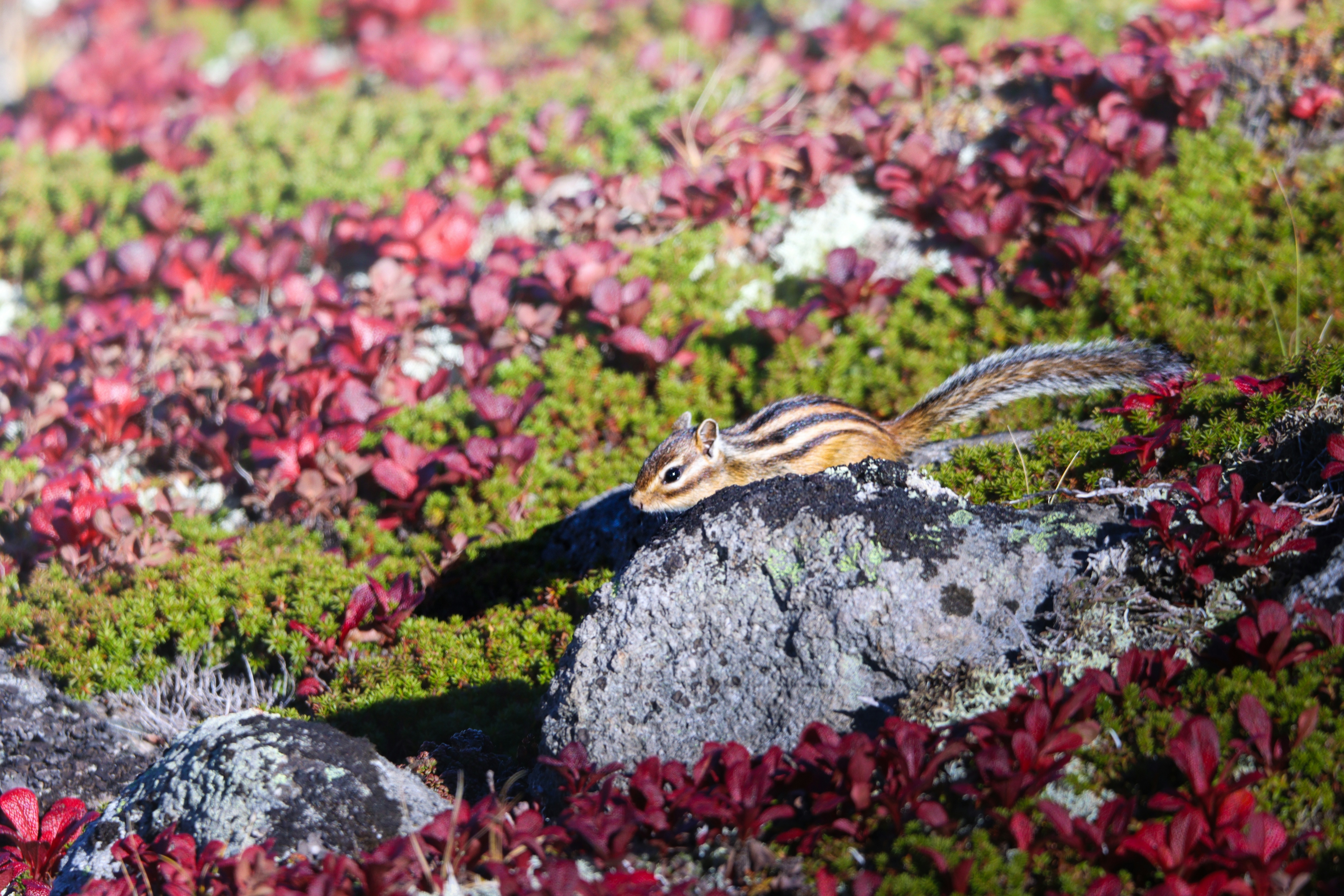 赤や緑の苔に囲まれた岩の上にいるシマリス