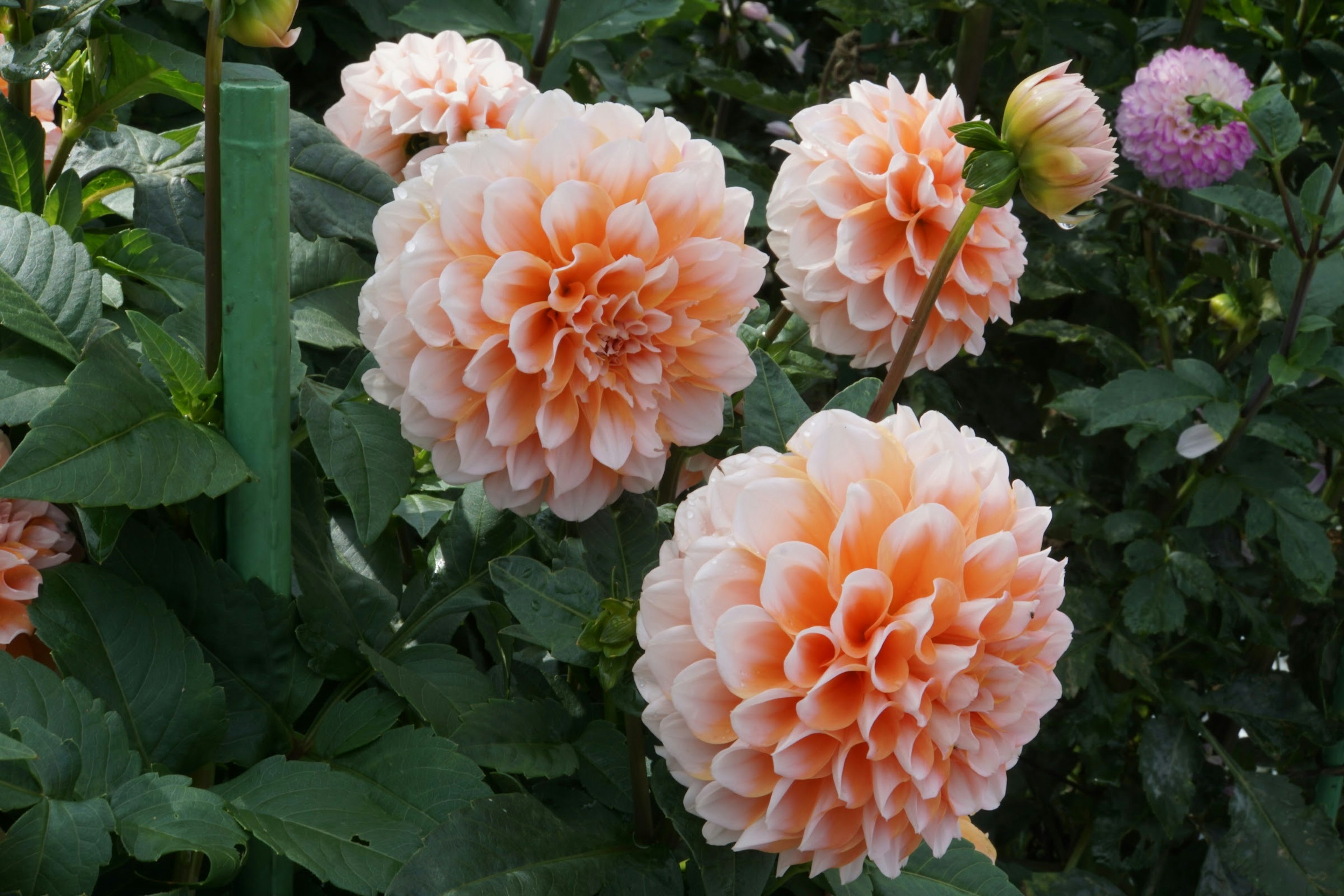 Bündel von blassorangefarbenen Dahlienblüten in voller Blüte