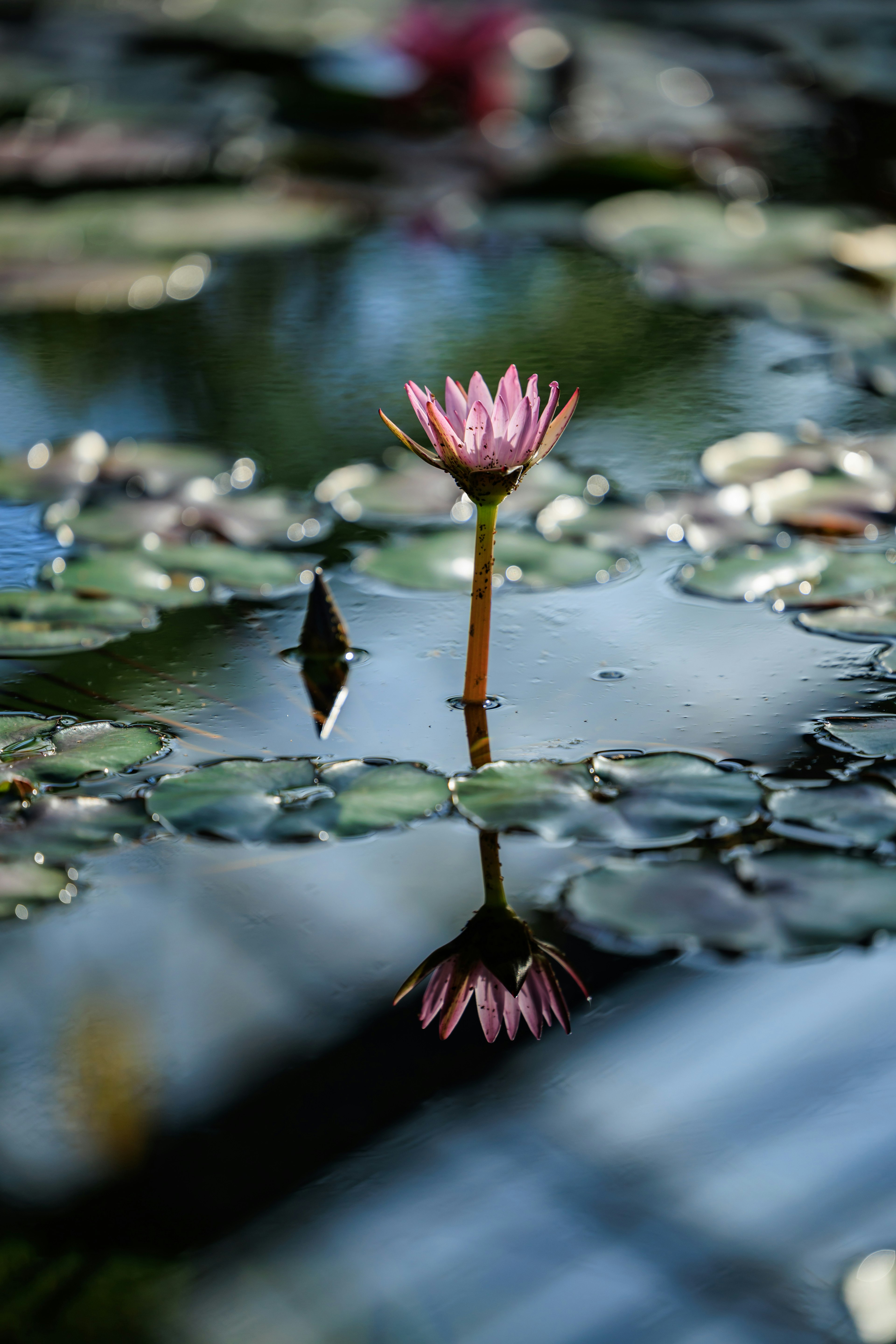 Rosa Seerose steht im ruhigen Wasser mit Seerosenblättern und Reflexion