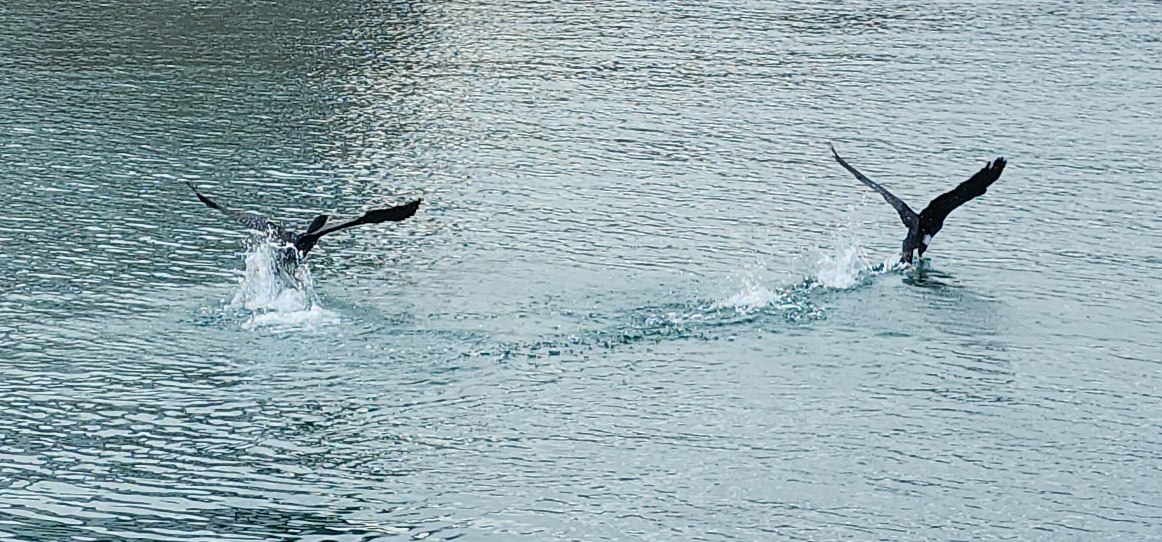 Two birds splashing on the water surface with black wings and blue water contrast