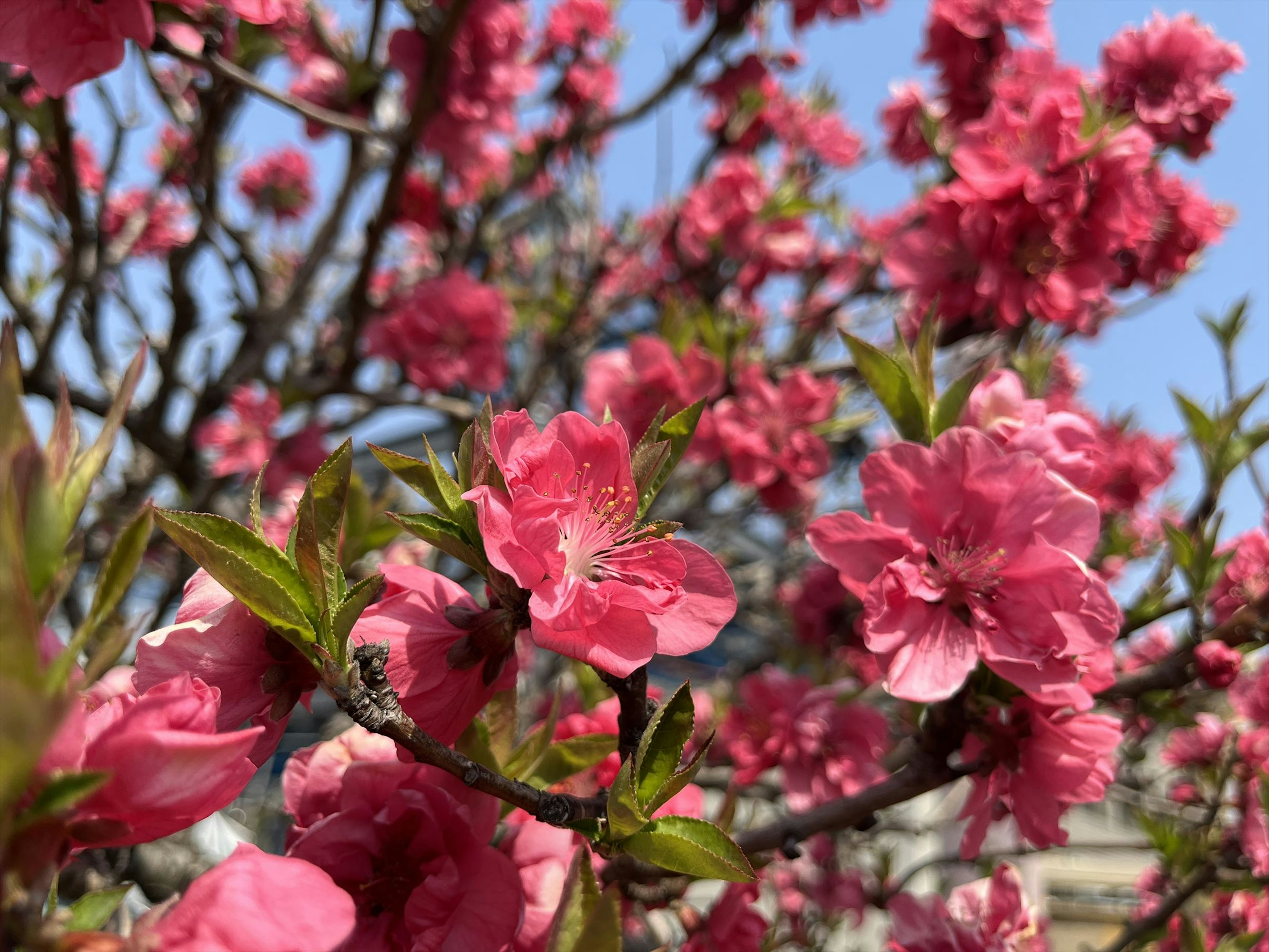 満開の桃の花が青空の下で咲いている