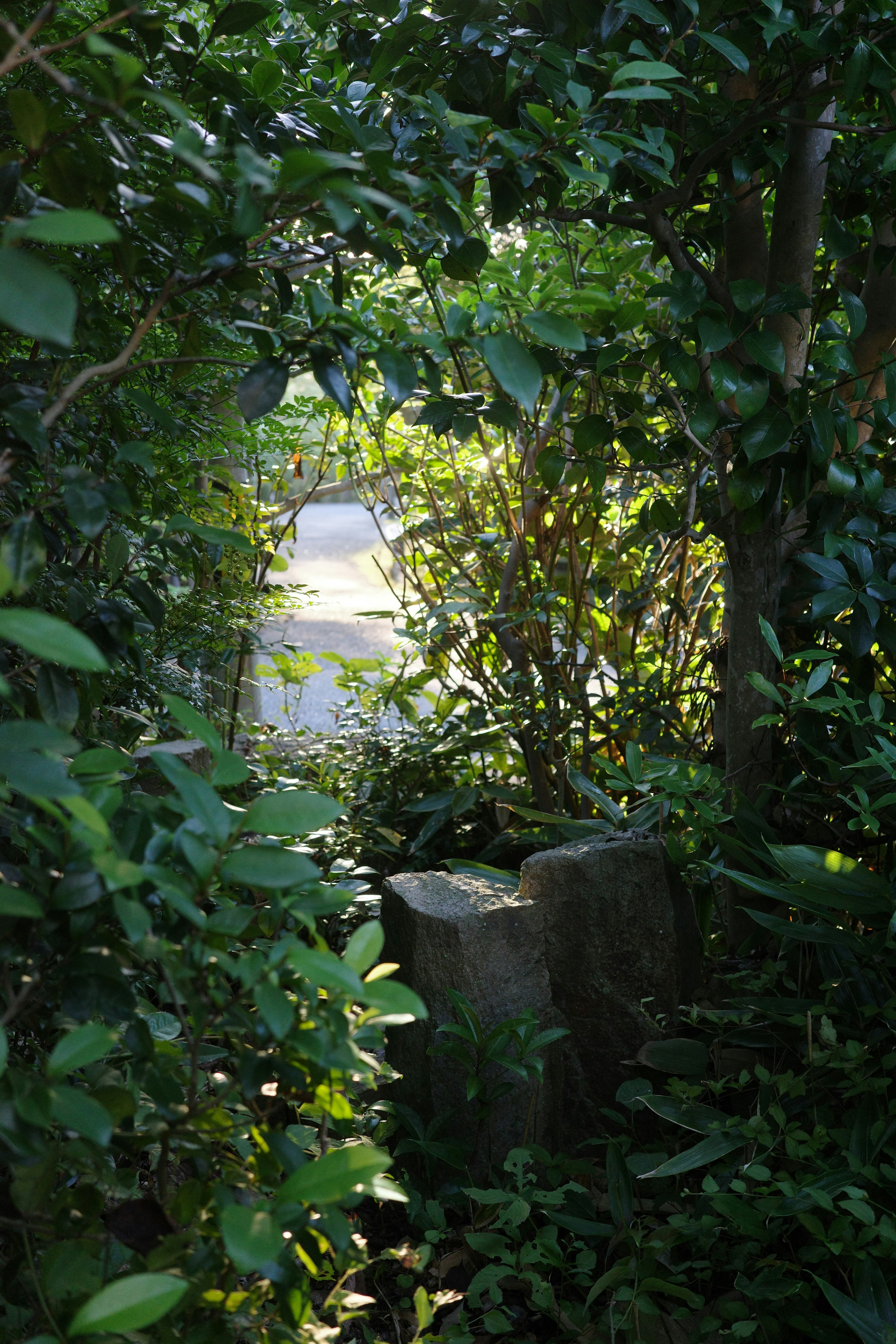 Entrance to a path surrounded by lush greenery and a stone bench