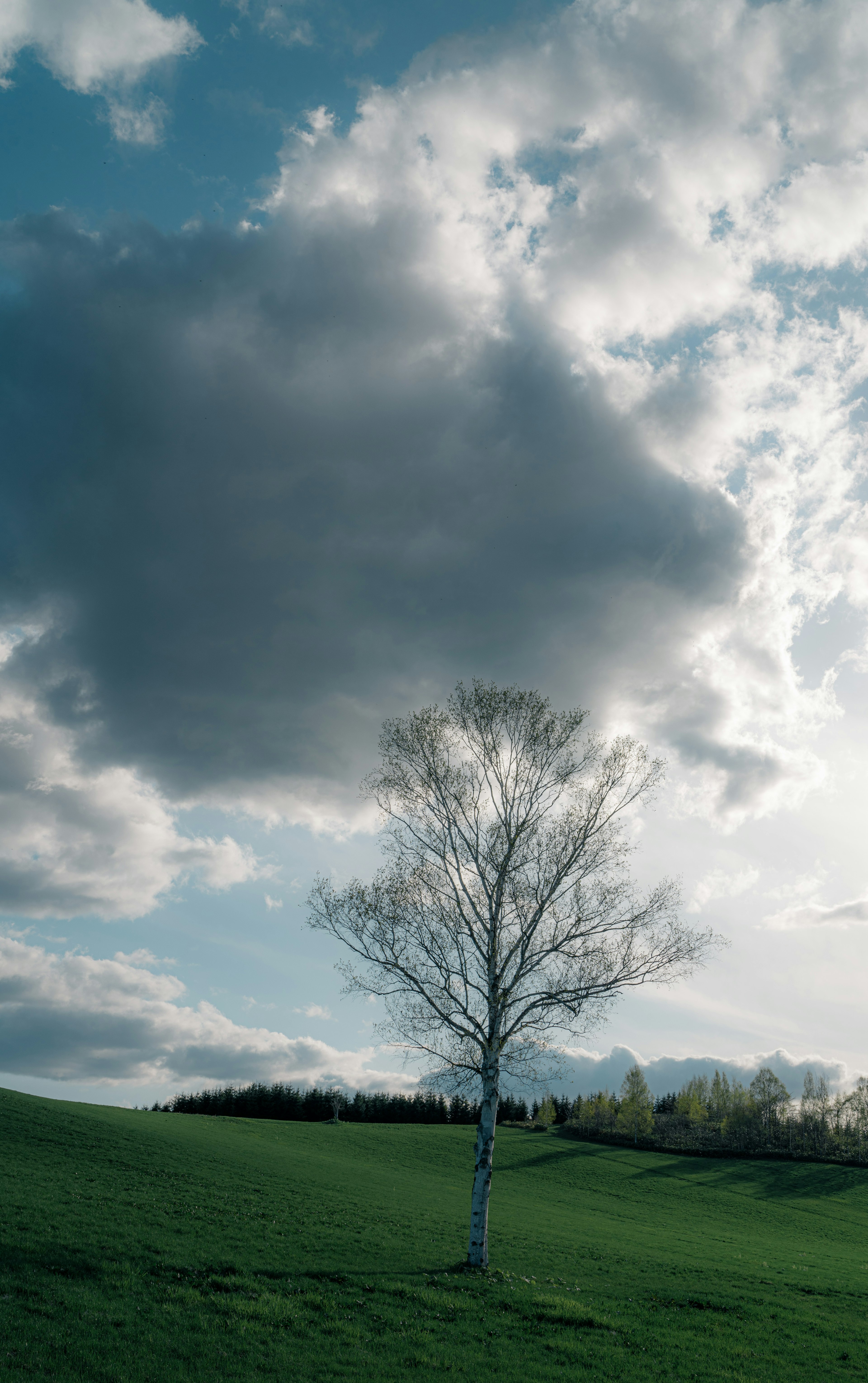 青空と雲が広がる草原に立つ一本の木