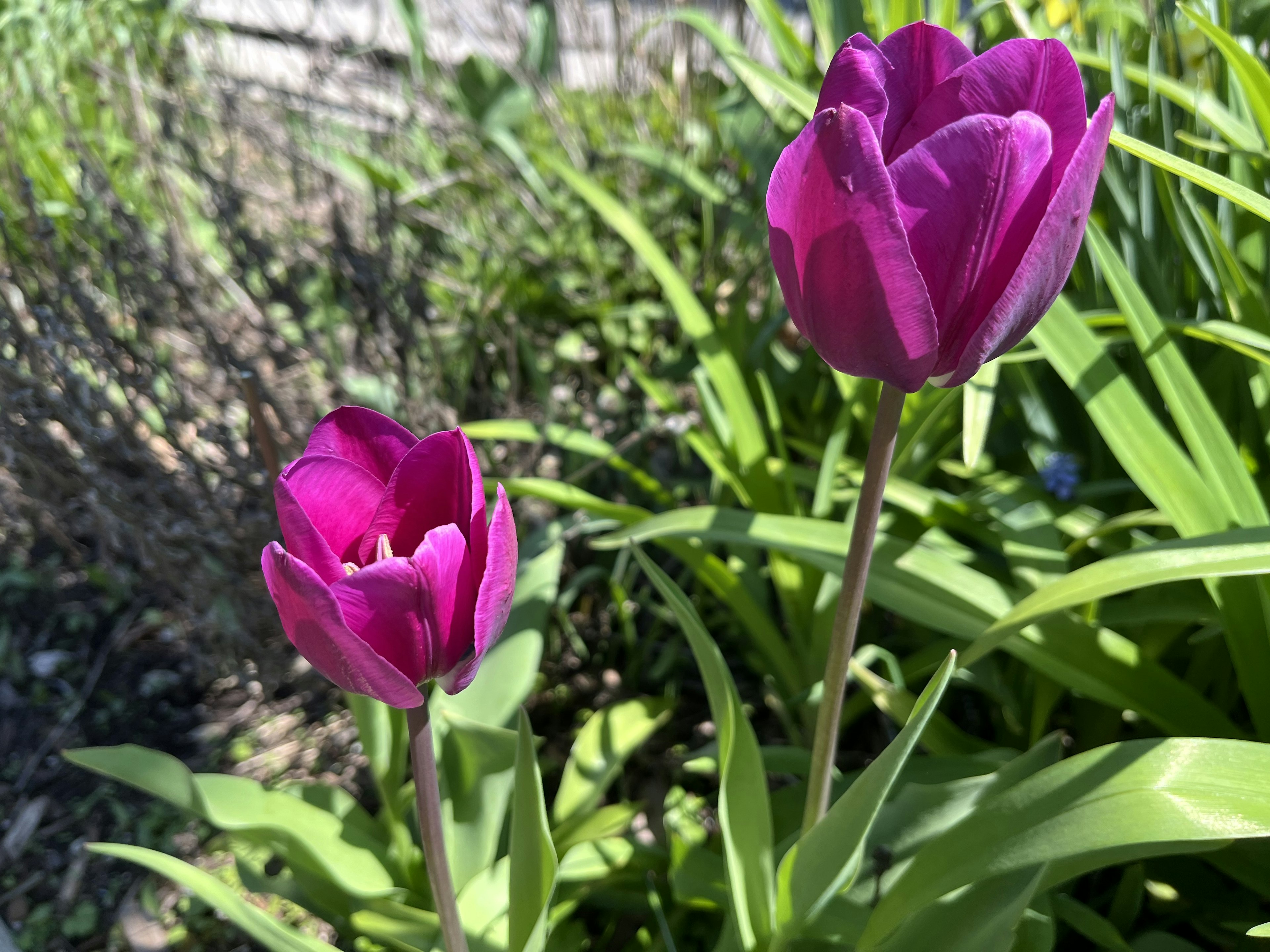 Tulipes violettes vives fleurissant parmi des feuilles vertes