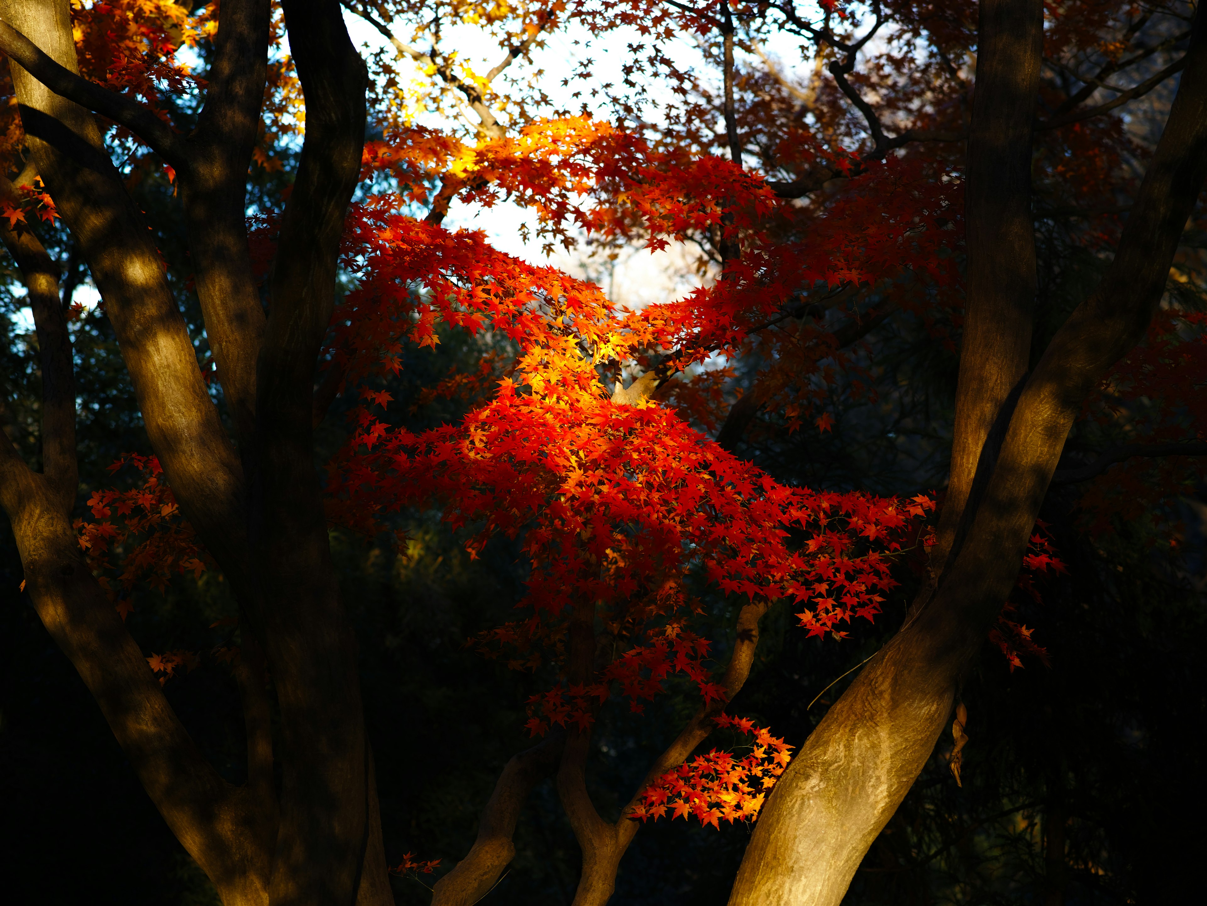 Silhouette di alberi con fogliame autunnale vibrante