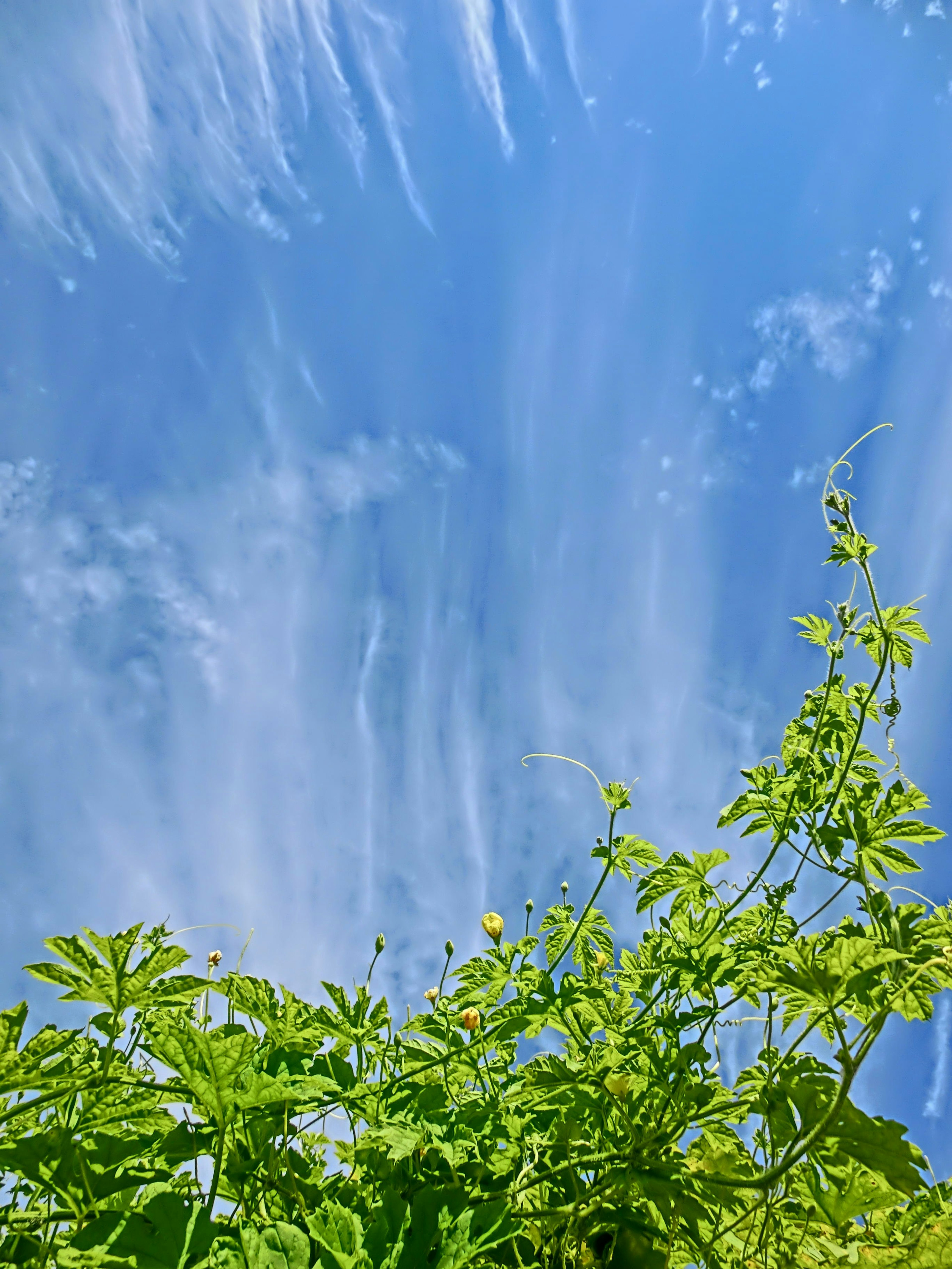 Piante verdi che crescono su uno sfondo di cielo blu