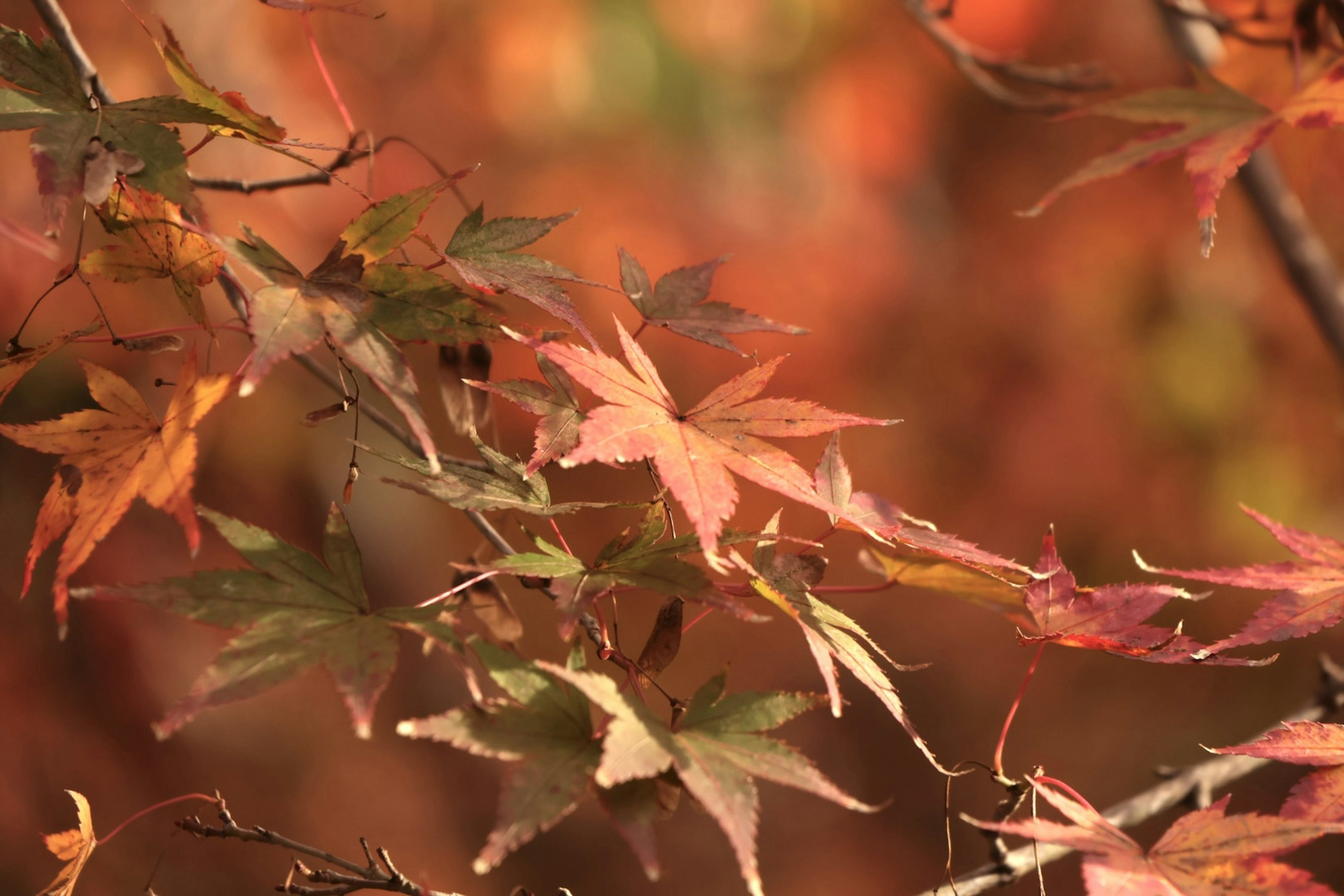 美しい紅葉の葉が焦点にあり、オレンジ色と赤色が混ざった色合いが特徴