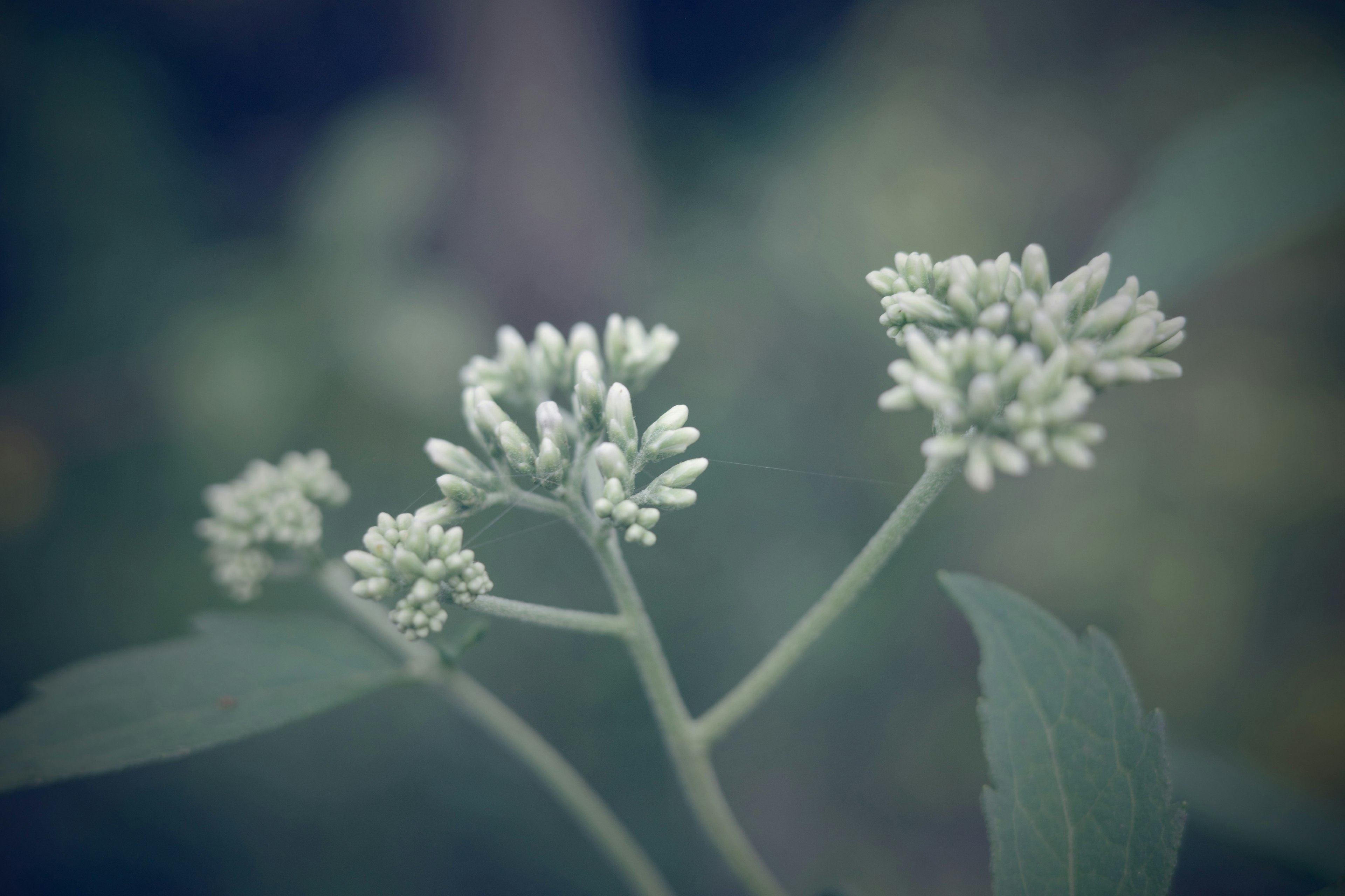 Nahaufnahme einer Pflanze mit Gruppen kleiner blasser Blumen