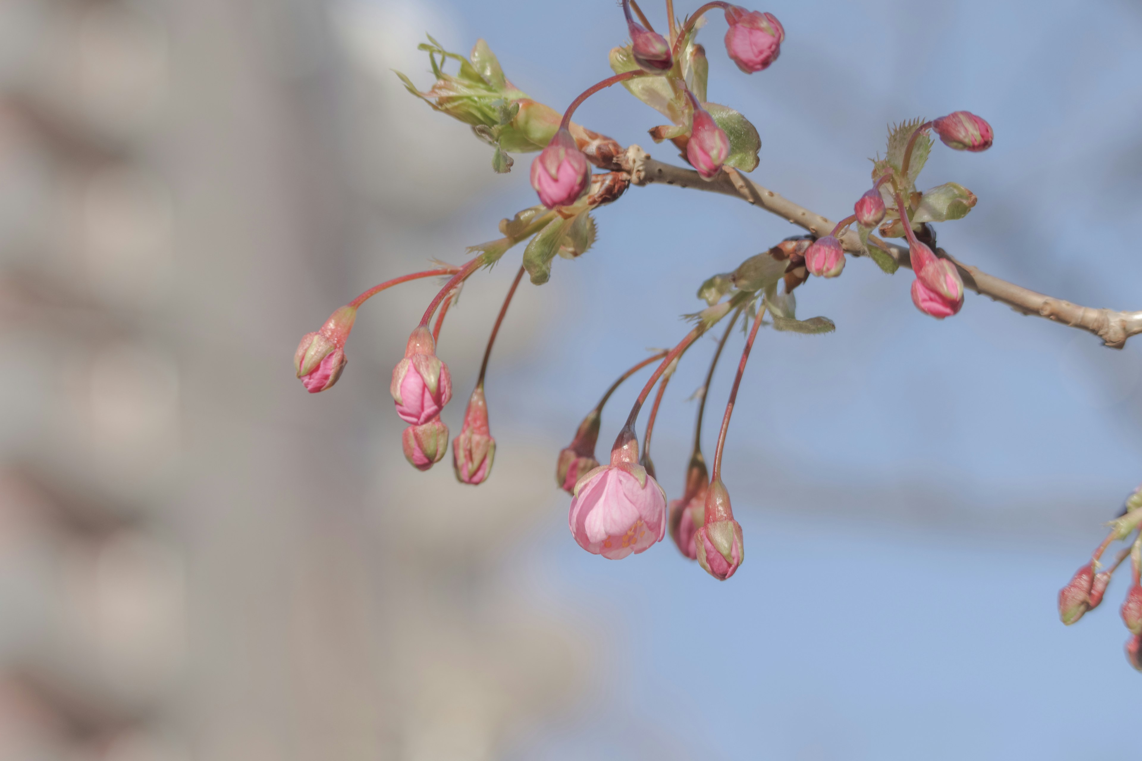 Buds de cerezo en una rama