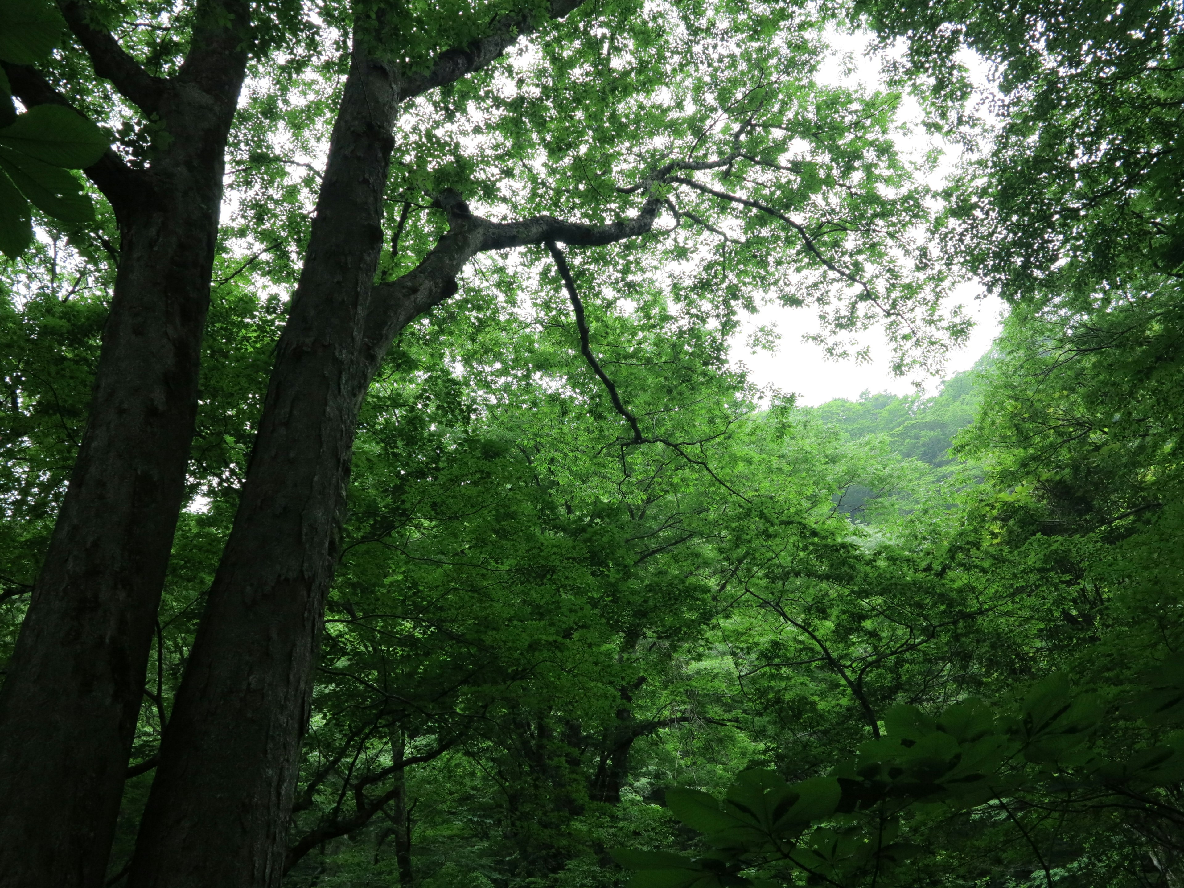 Scena di foresta con alberi alti e fogliame verde denso