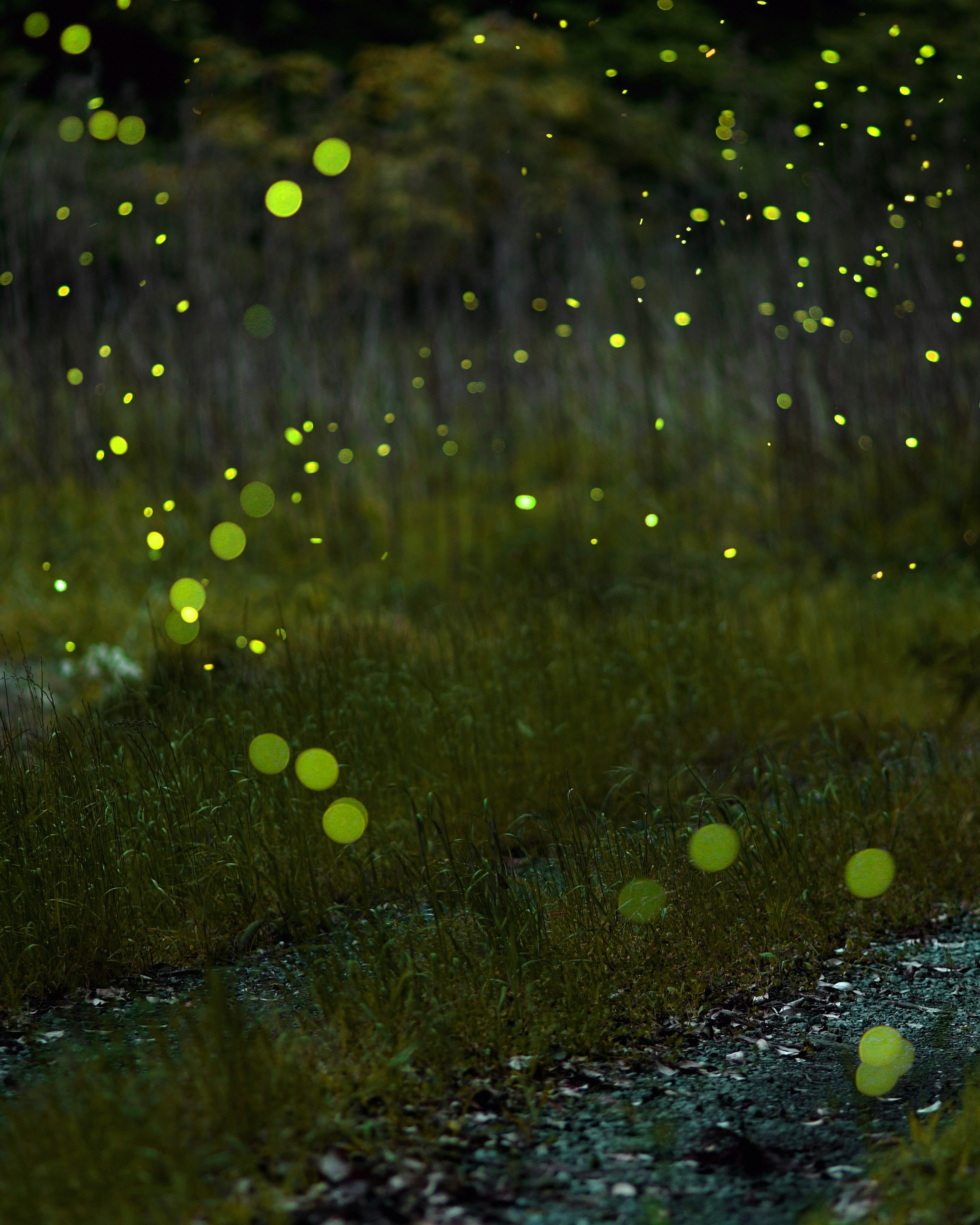 Une scène de lucioles vertes lumineuses dans un champ d'herbe