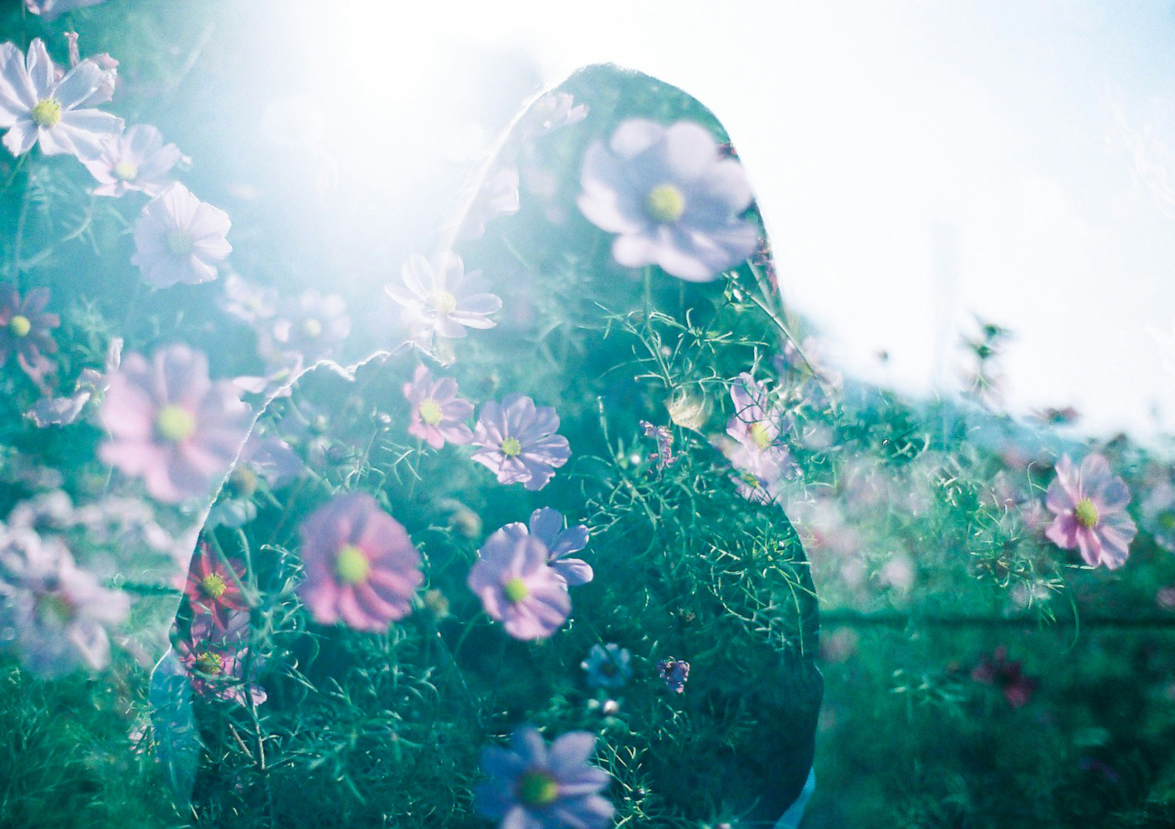 Silhouette of a person surrounded by flowers with bright sunlight