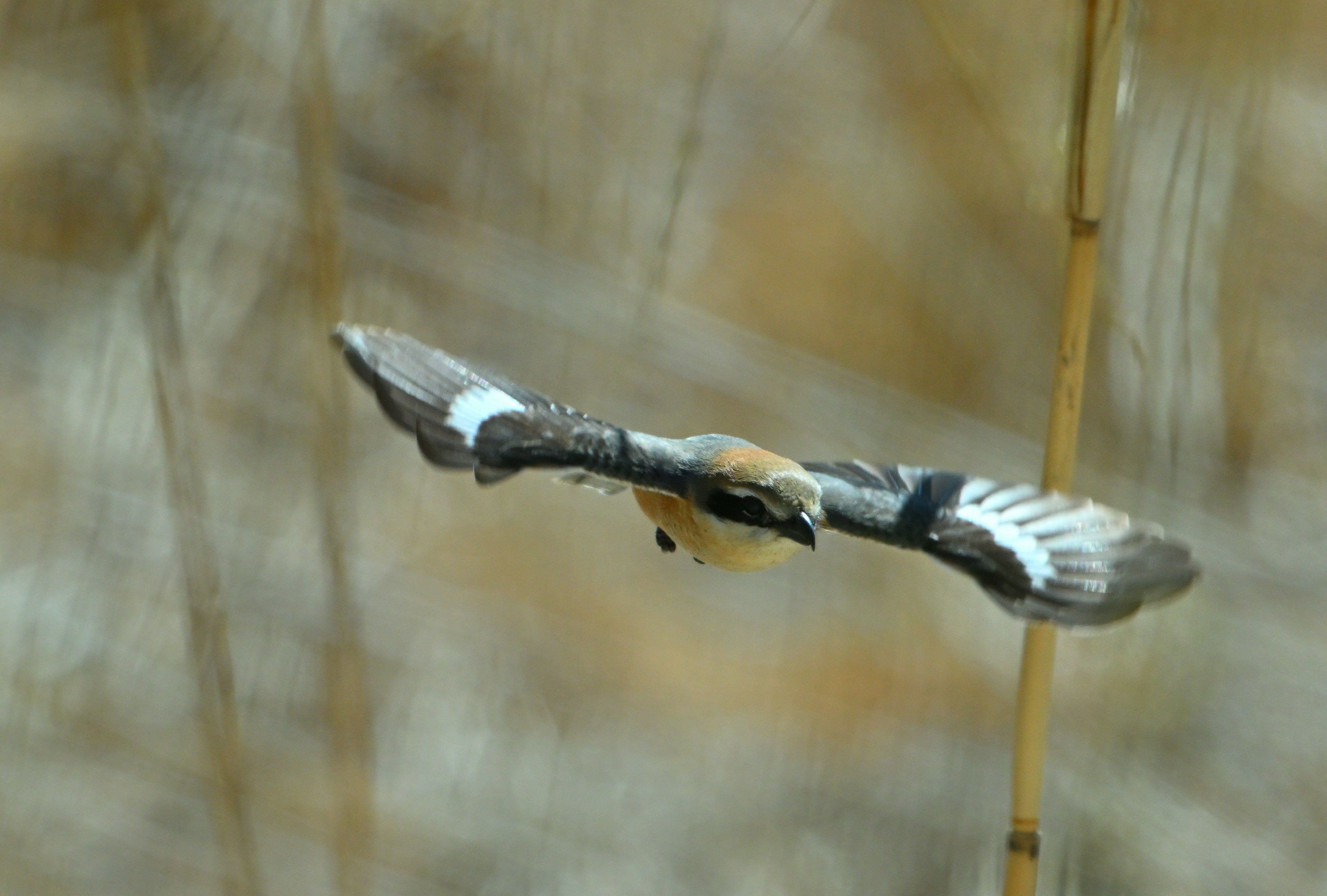 Image of a bird in flight with blurred grass background