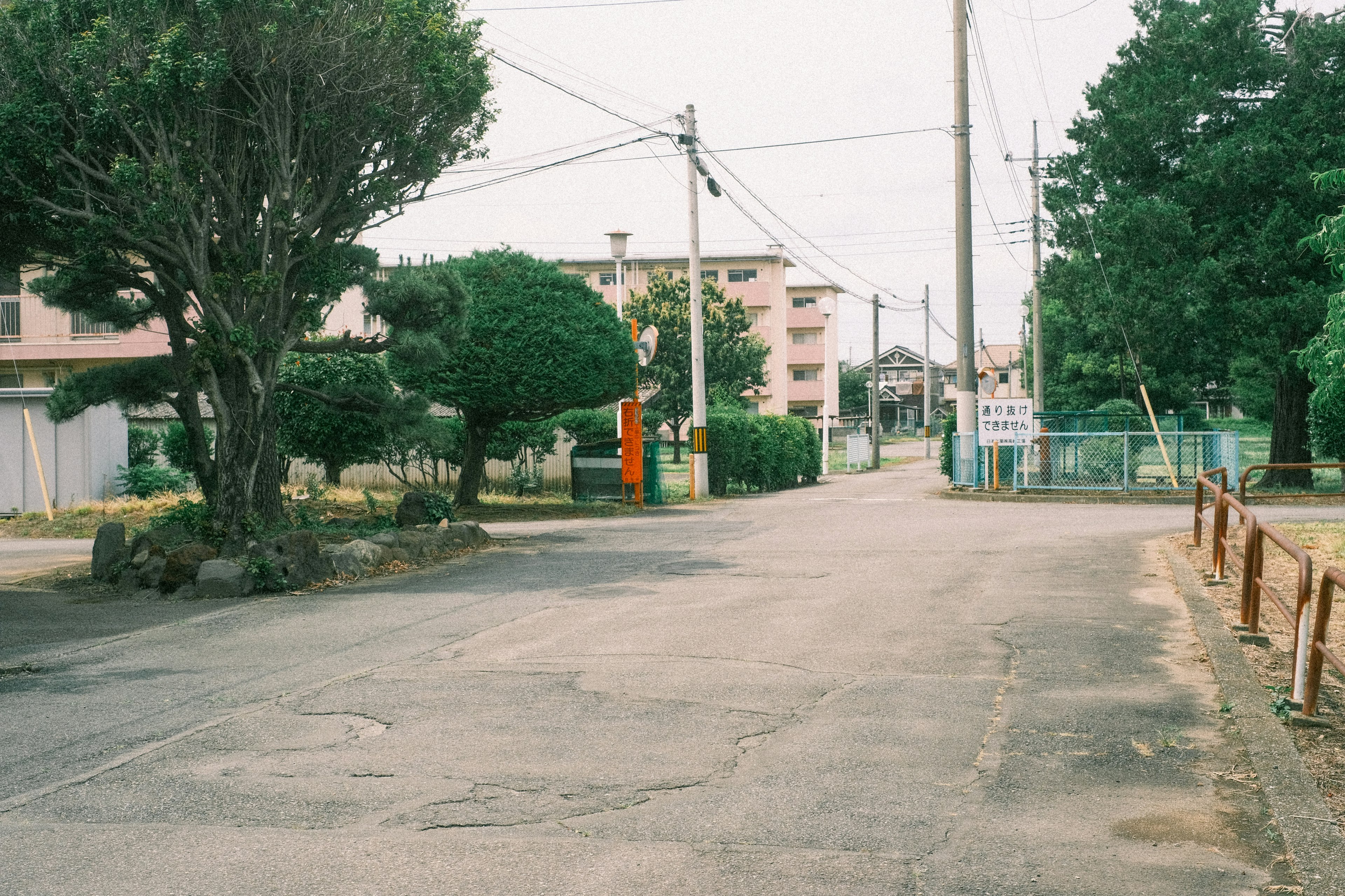 Quiet residential street scene Green trees and paved road Houses visible