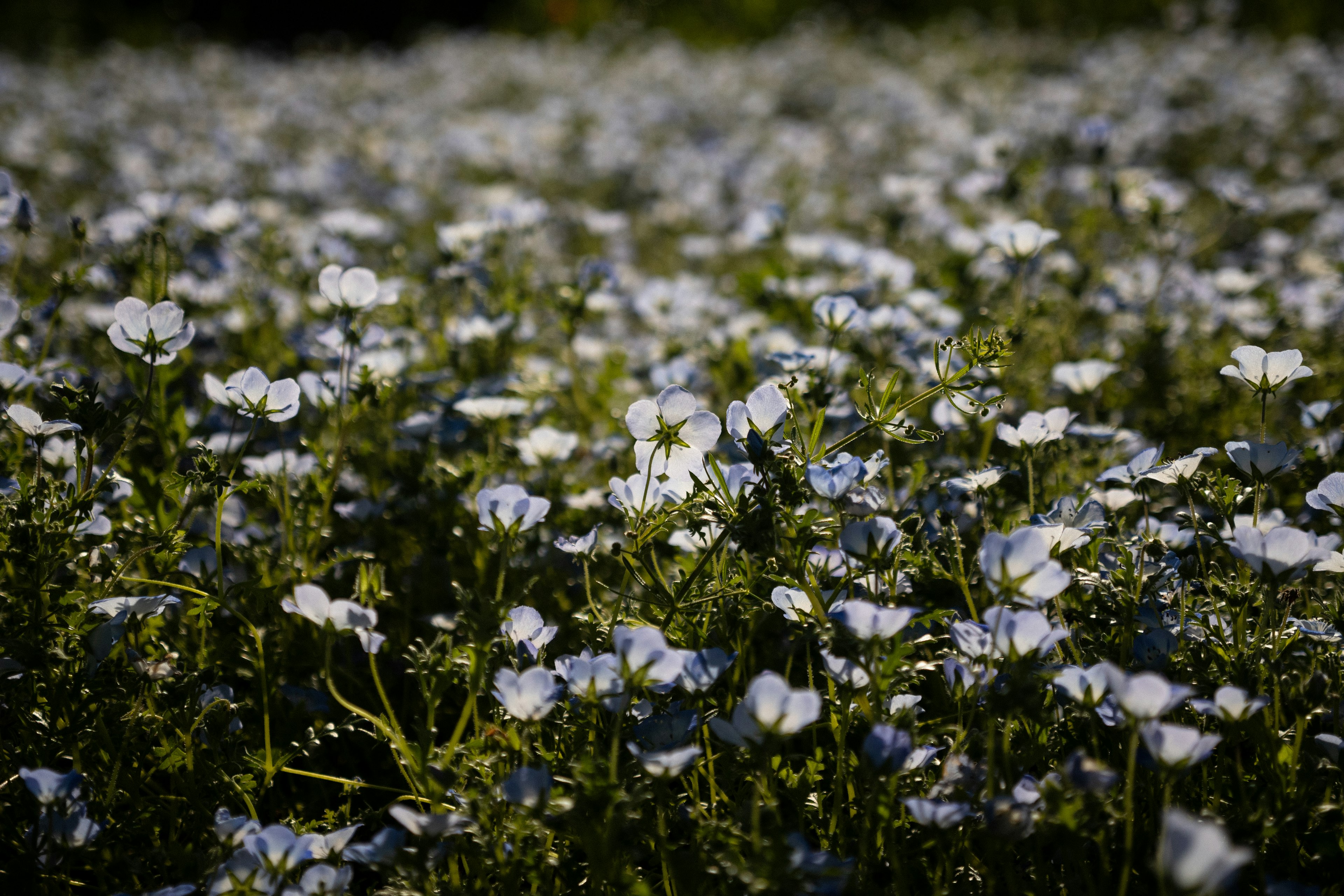 A wide field of blooming blue flowers