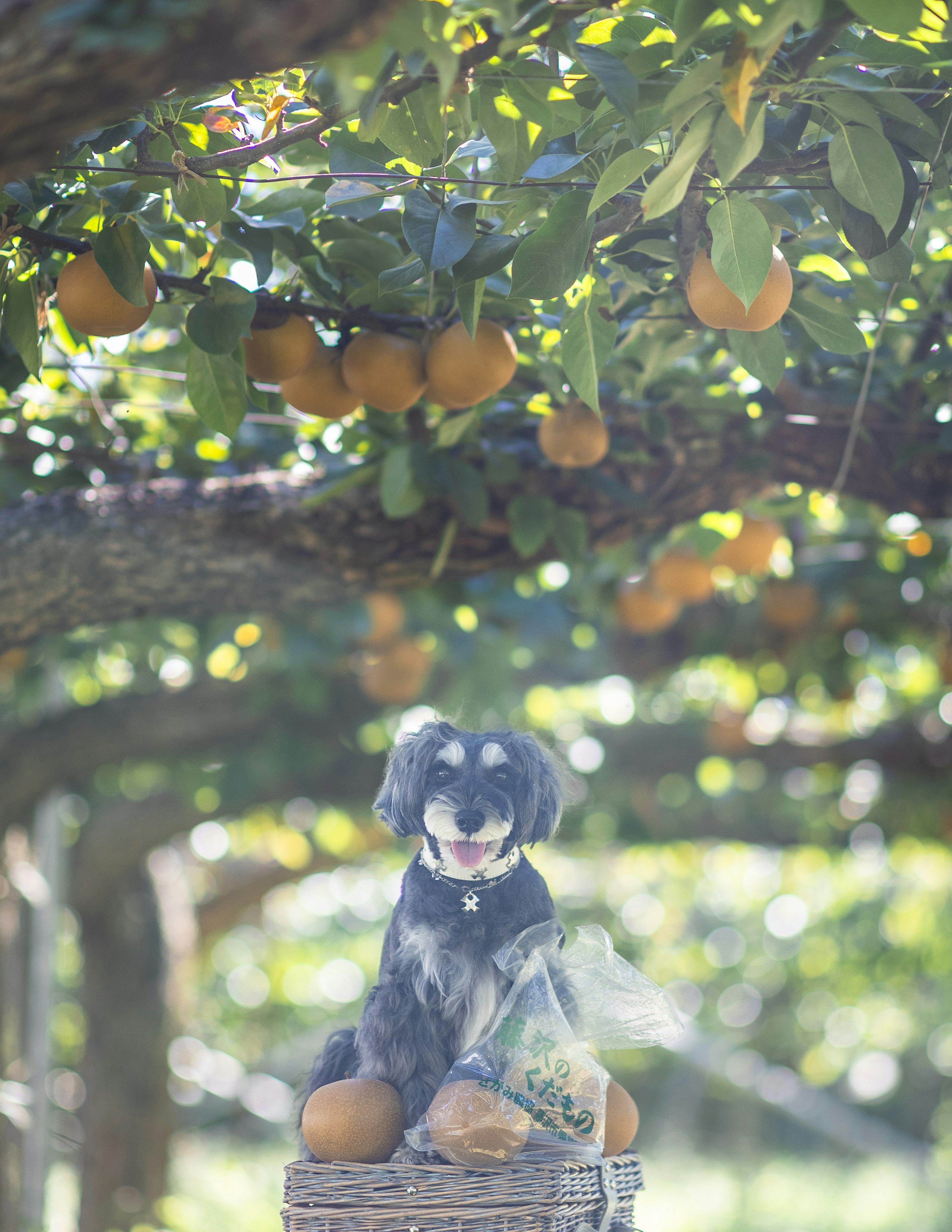 Un chien assis sous un oranger avec des oranges suspendues au-dessus