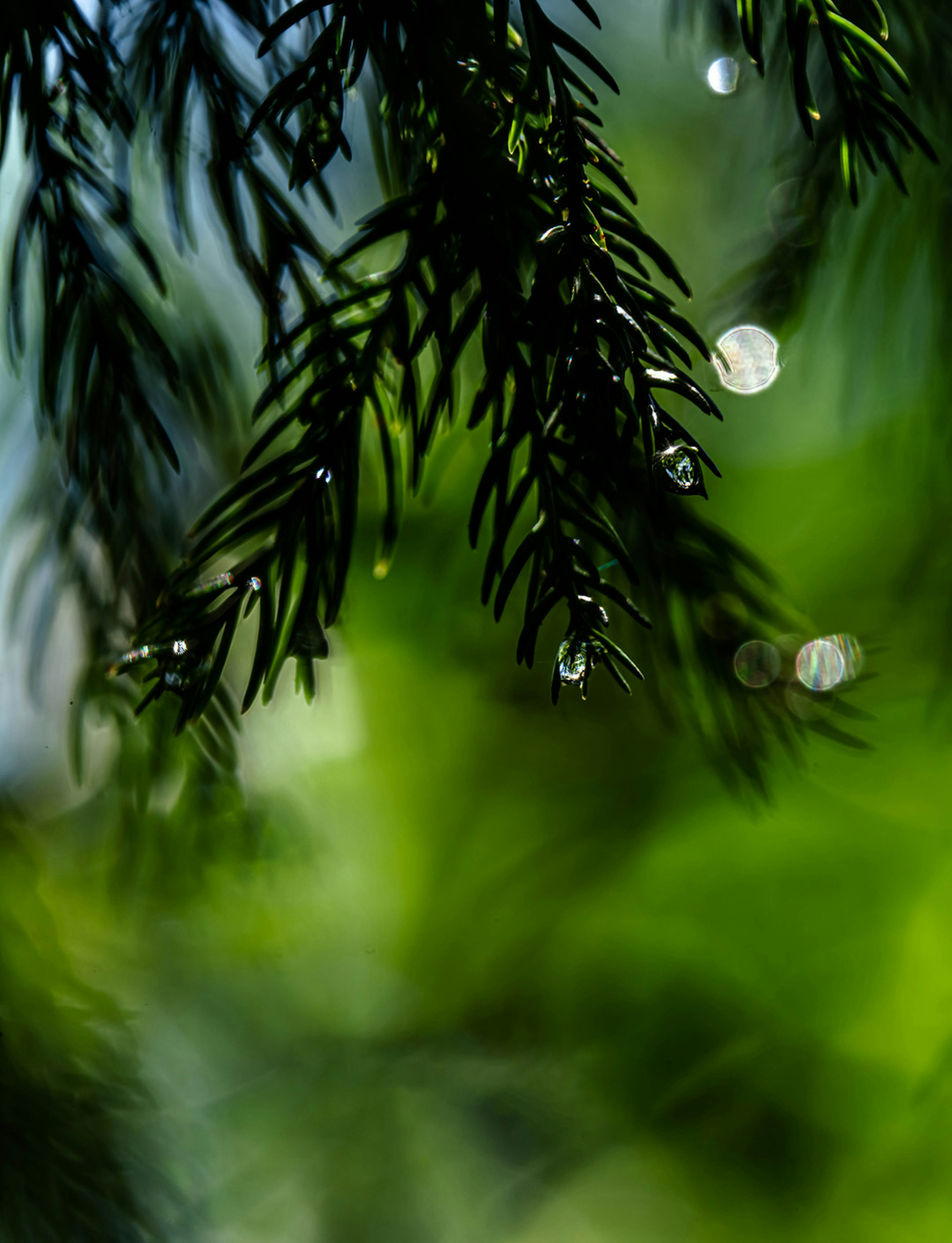 Primer plano de hojas con gotas de agua sobre un fondo verde