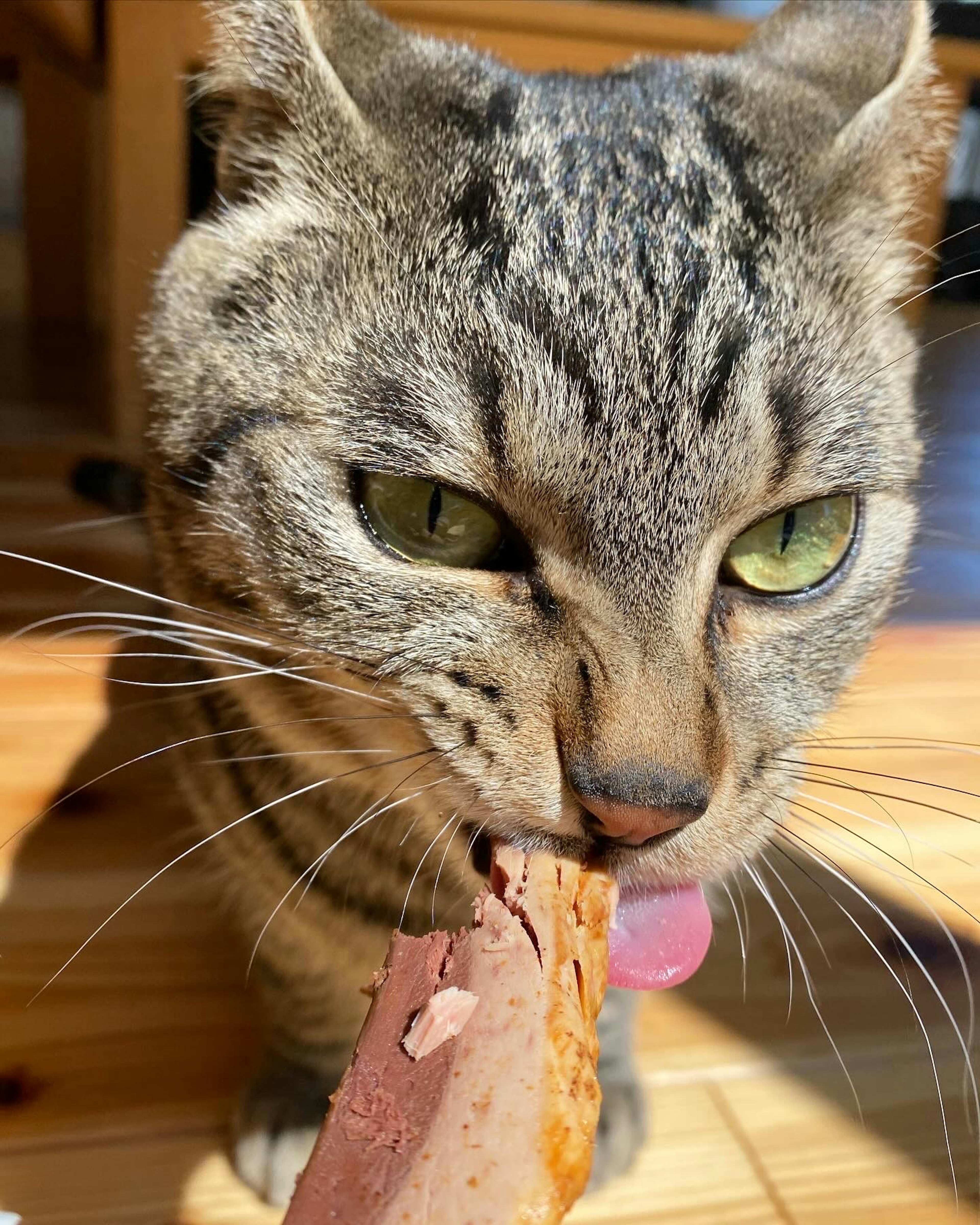 Chat mange de la viande, yeux verts, fourrure rayée