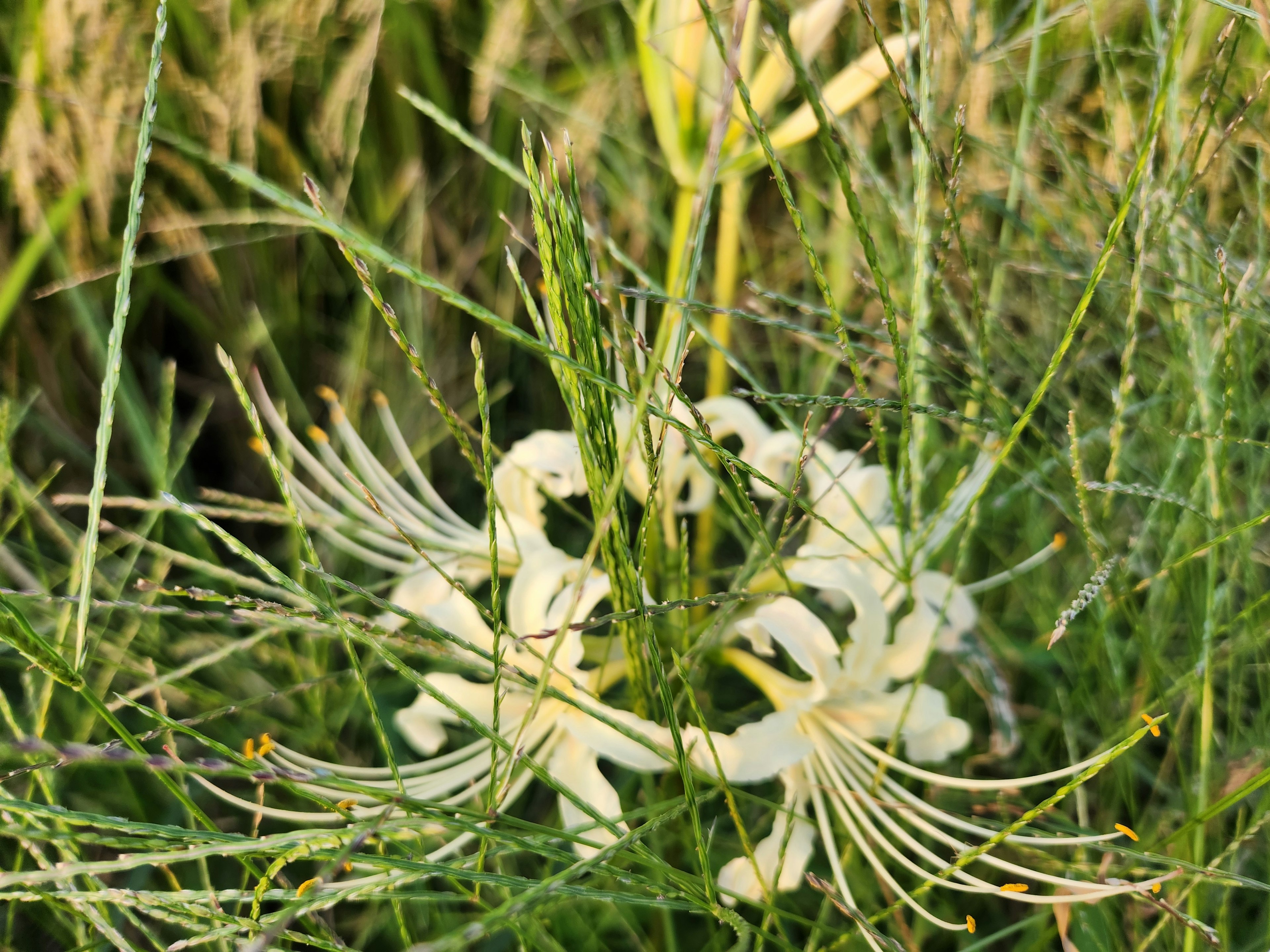 白い花が緑の草の中に咲いている様子