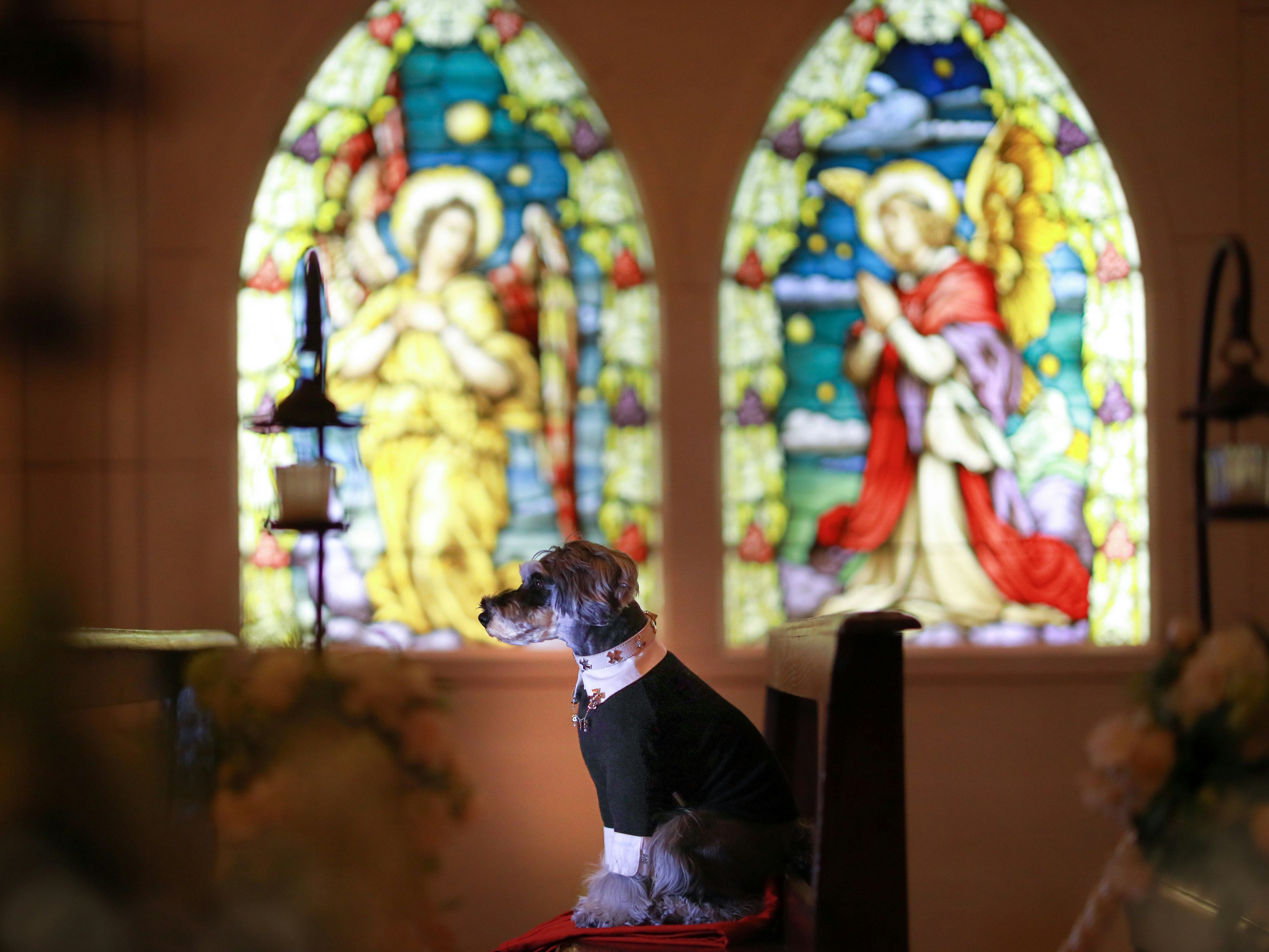 Hund sitzt vor farbigen Fenstern in einer Kirche