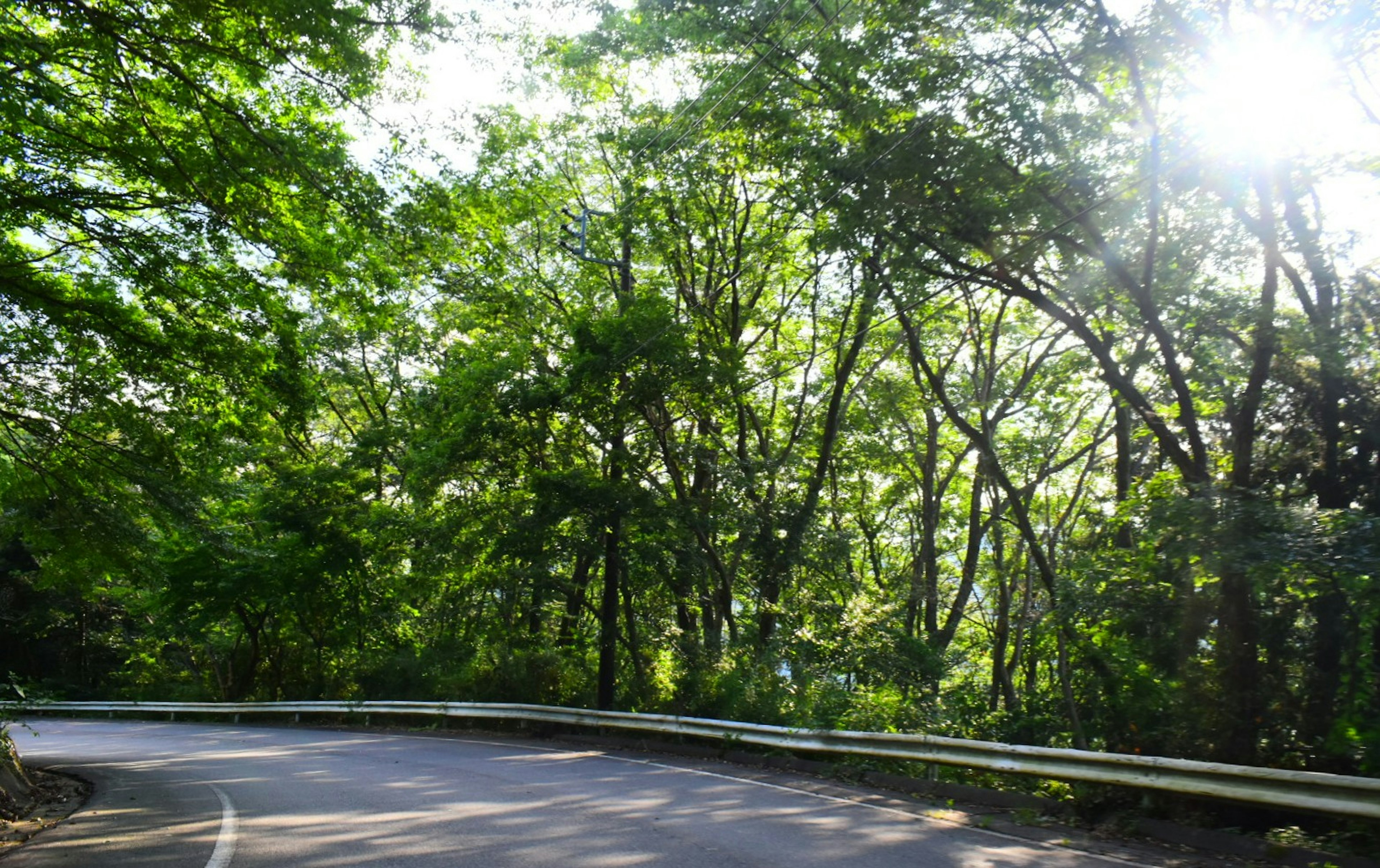 Strada tortuosa circondata da alberi verdi e luce solare