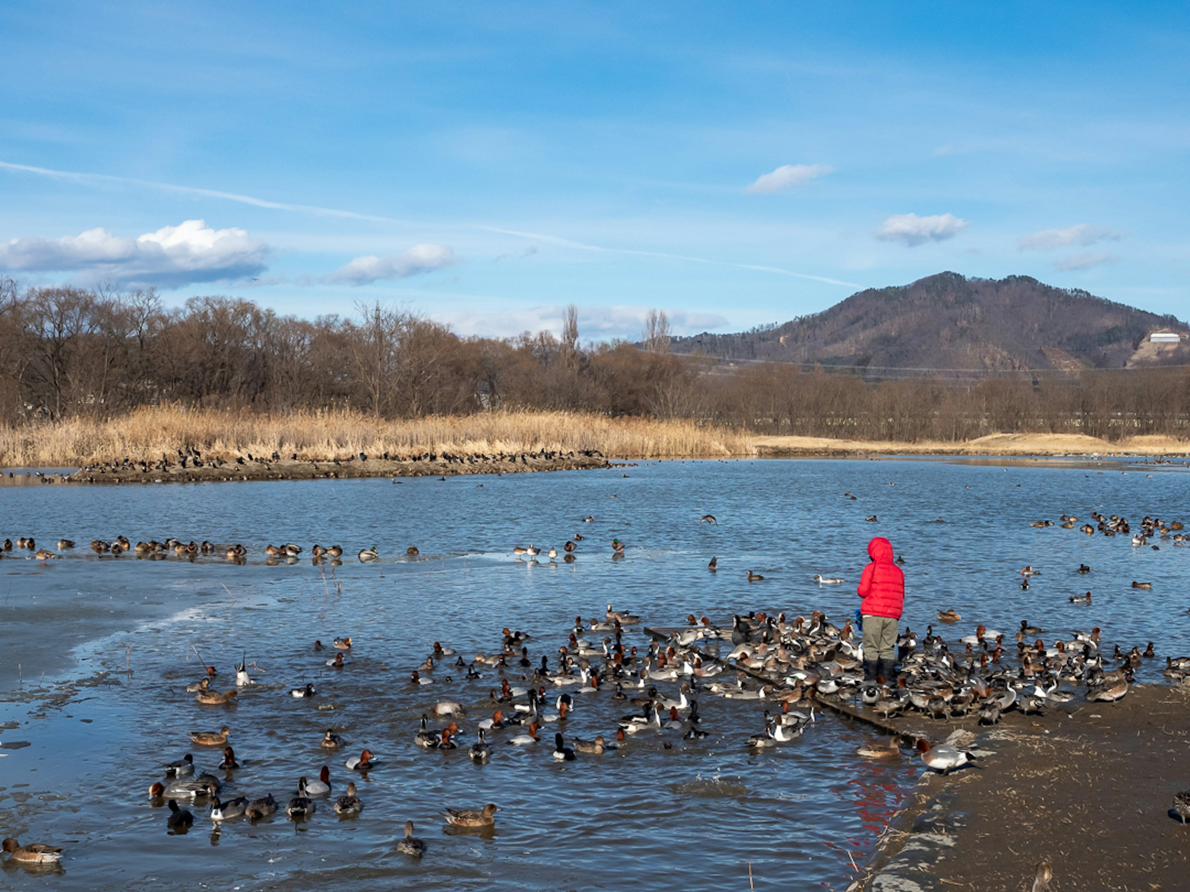 Una persona con abrigo rojo de pie junto al agua rodeada de numerosos patos