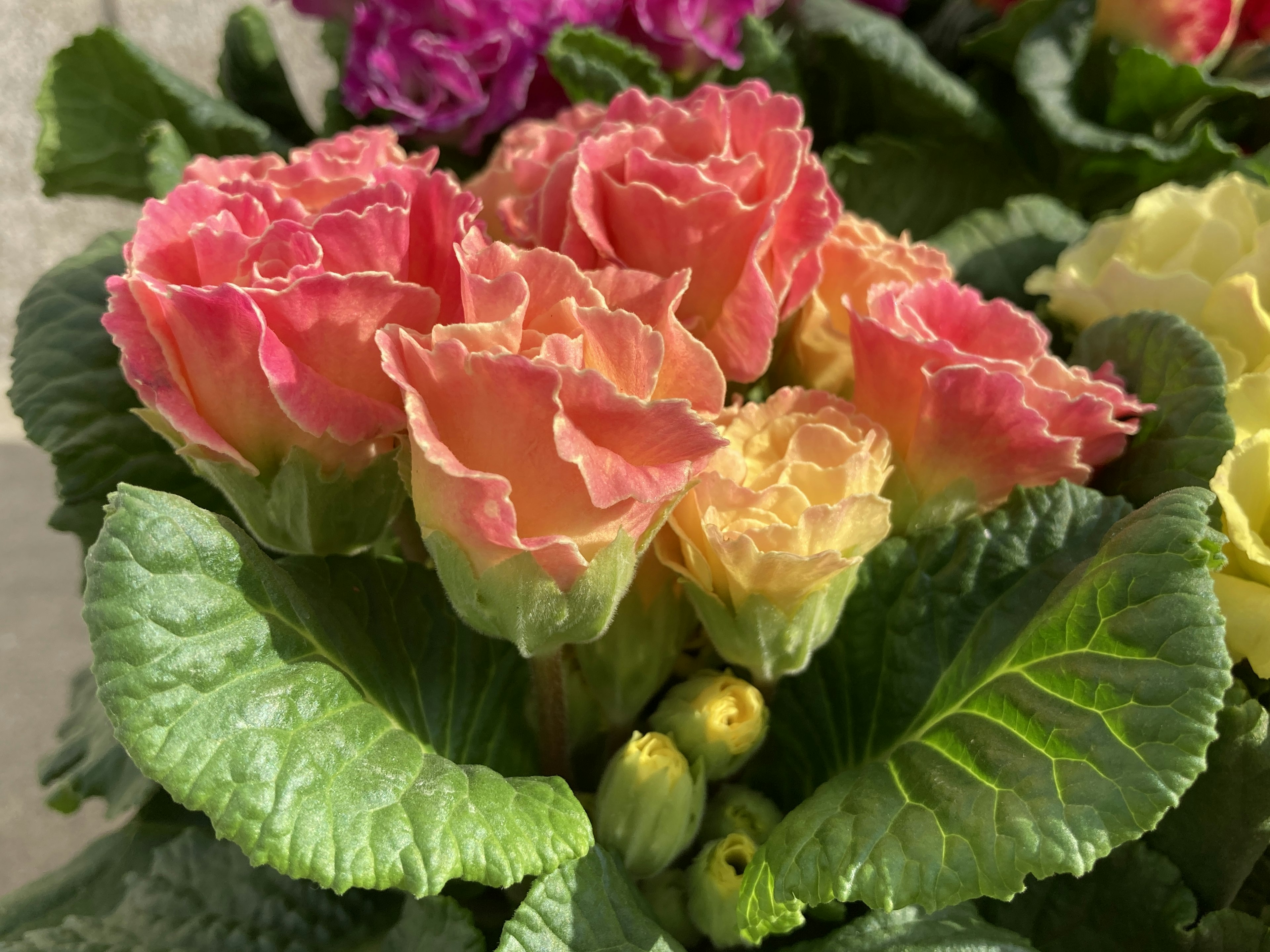 Nahaufnahme von rosa und gelben Blütenblättern umgeben von bunten Blumen