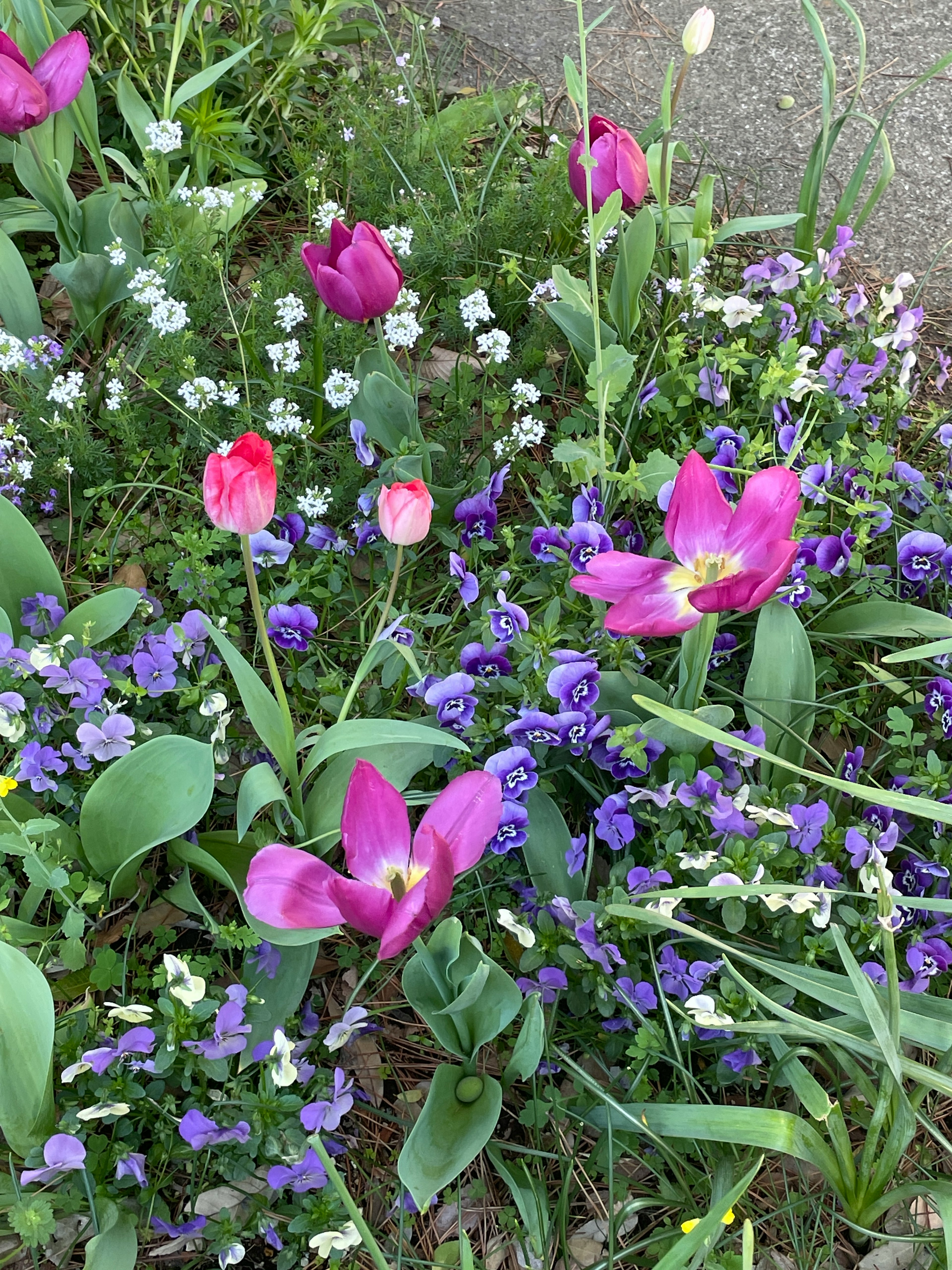 色とりどりの花が咲いている庭の風景 ピンクと紫のチューリップと小さな白い花