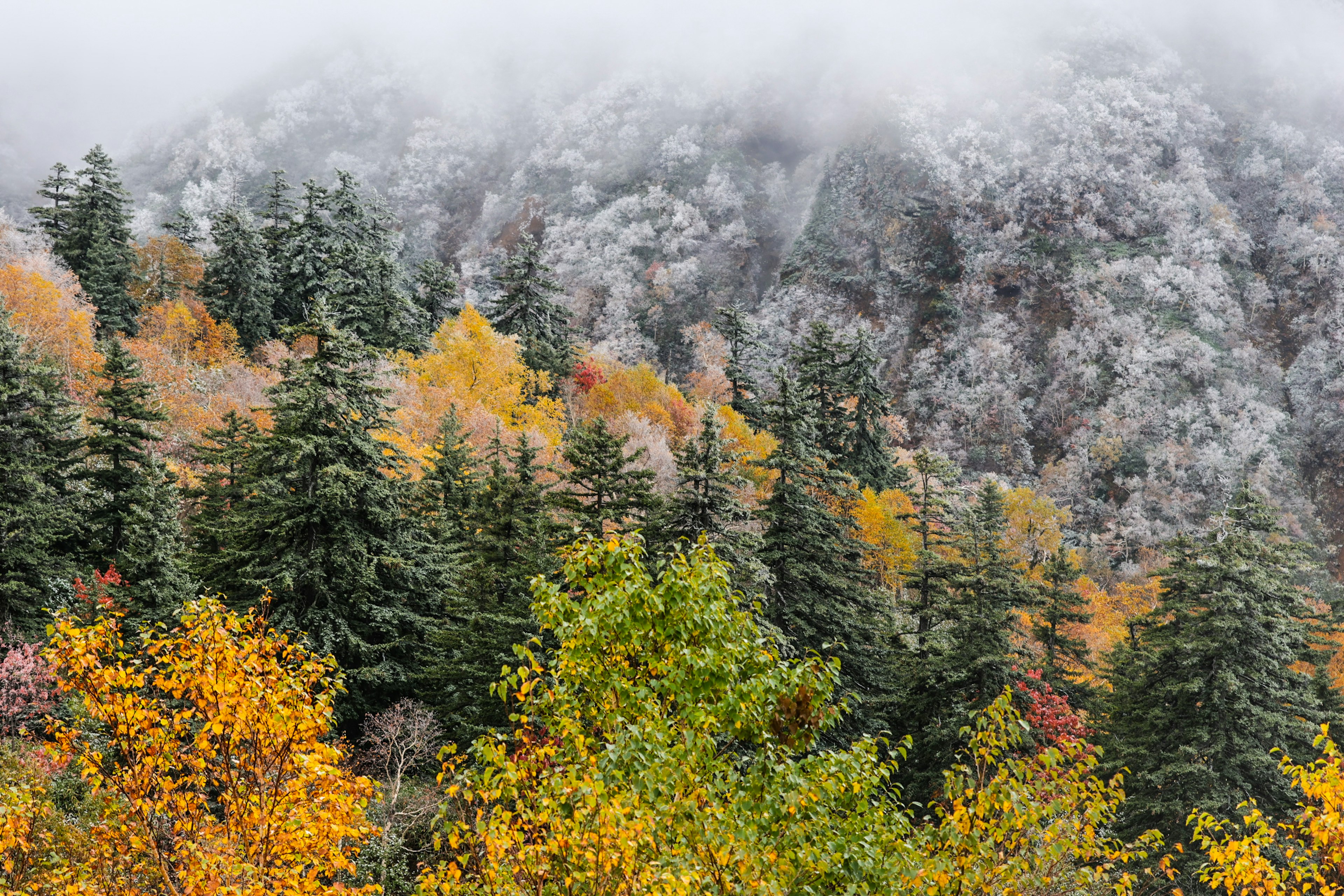 Montagne avvolte nella nebbia con fogliame autunnale colorato