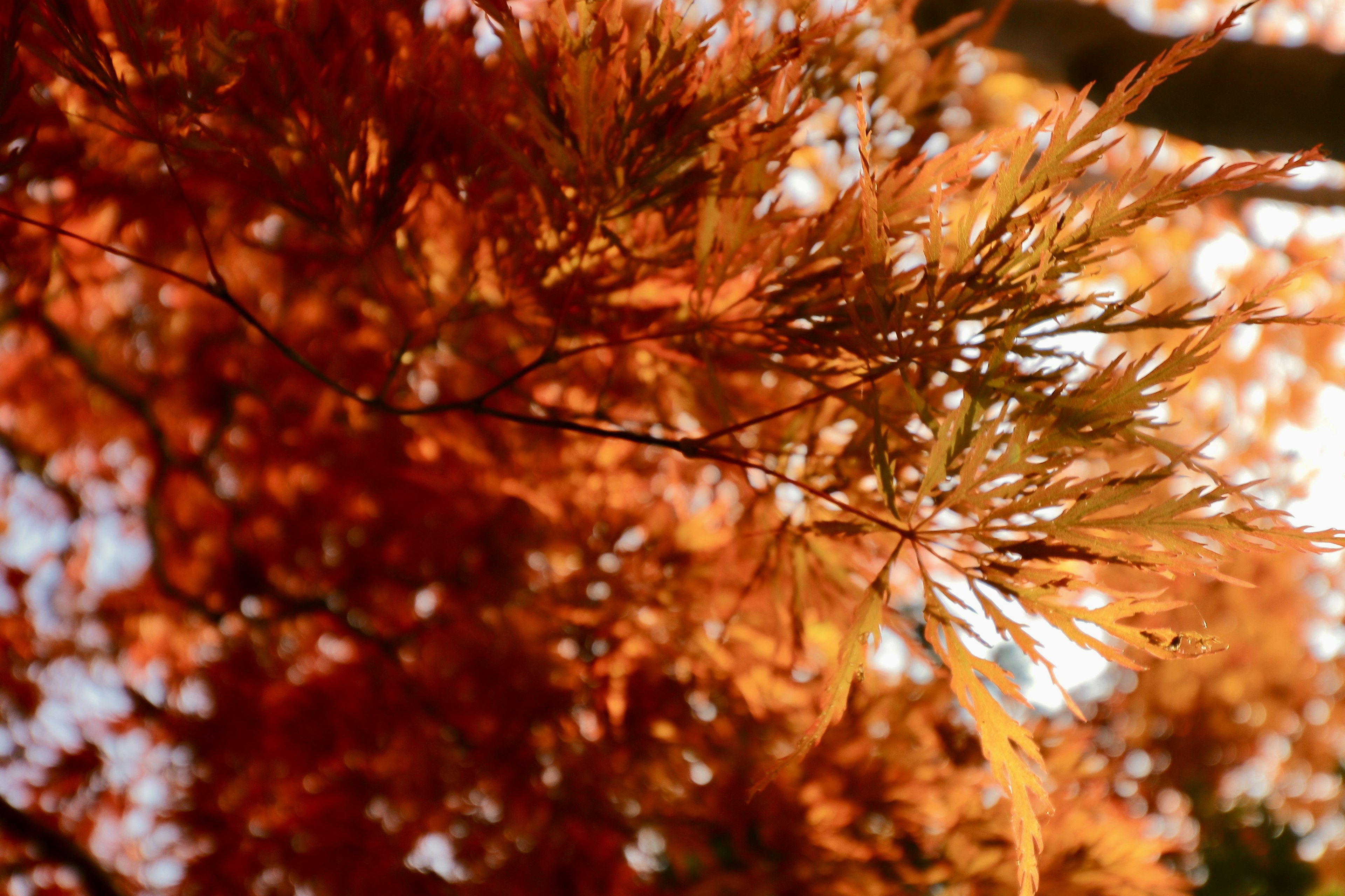 Orange autumn leaves with sunlight filtering through