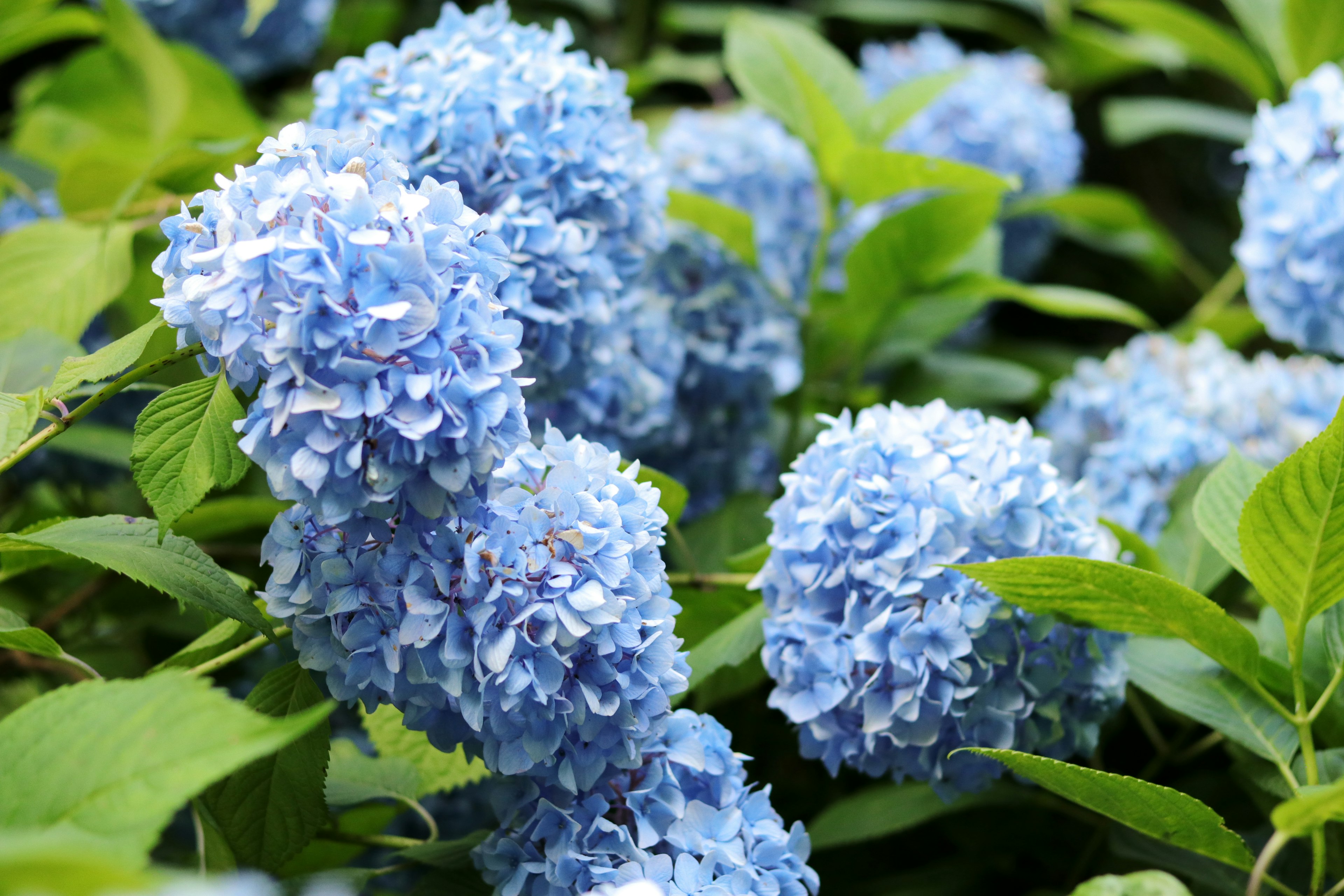 Fiori di ortensia blu vivaci che fioriscono tra foglie verdi