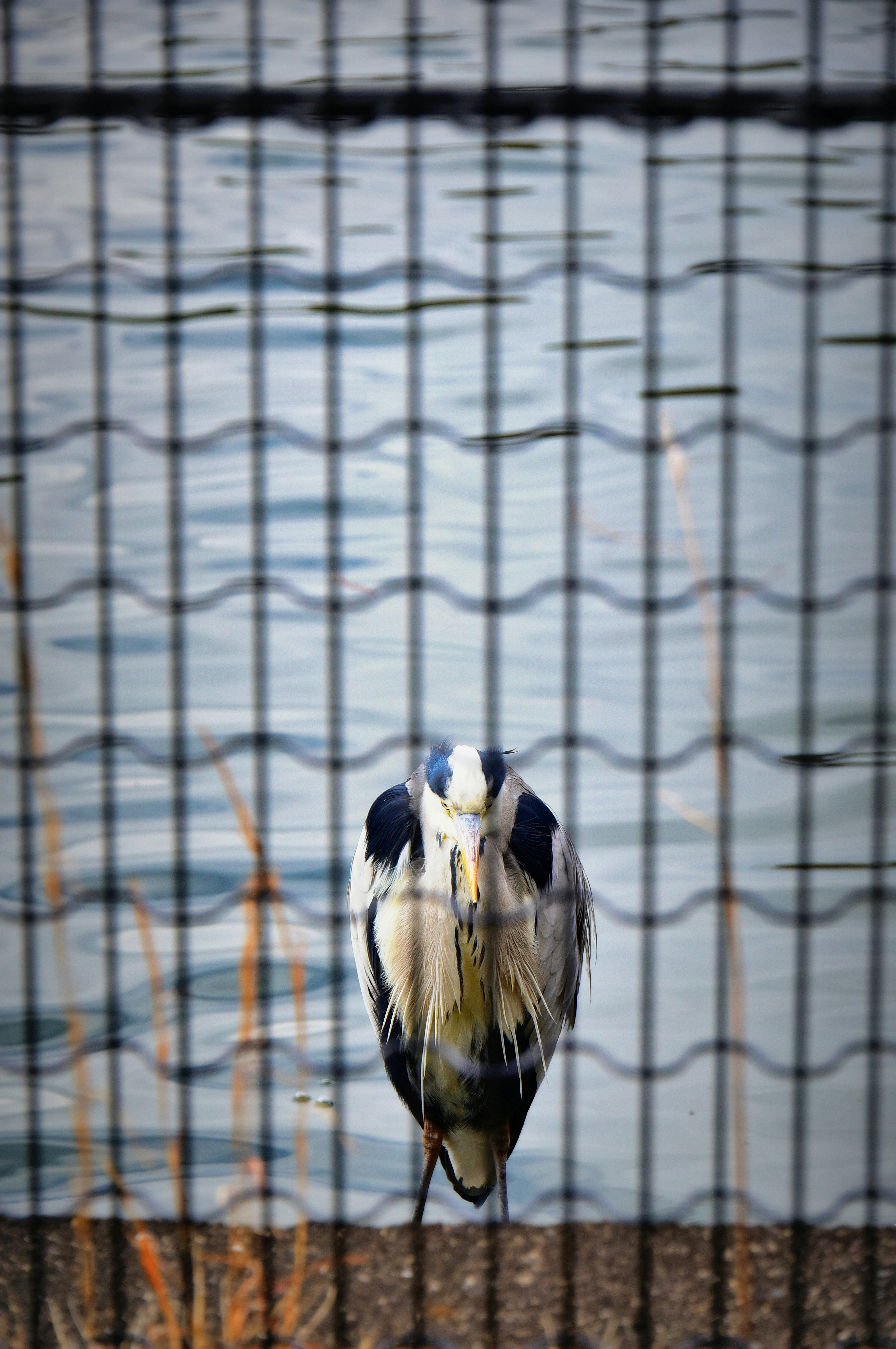 Ein Vogel steht am Wasser hinter einem Zaun