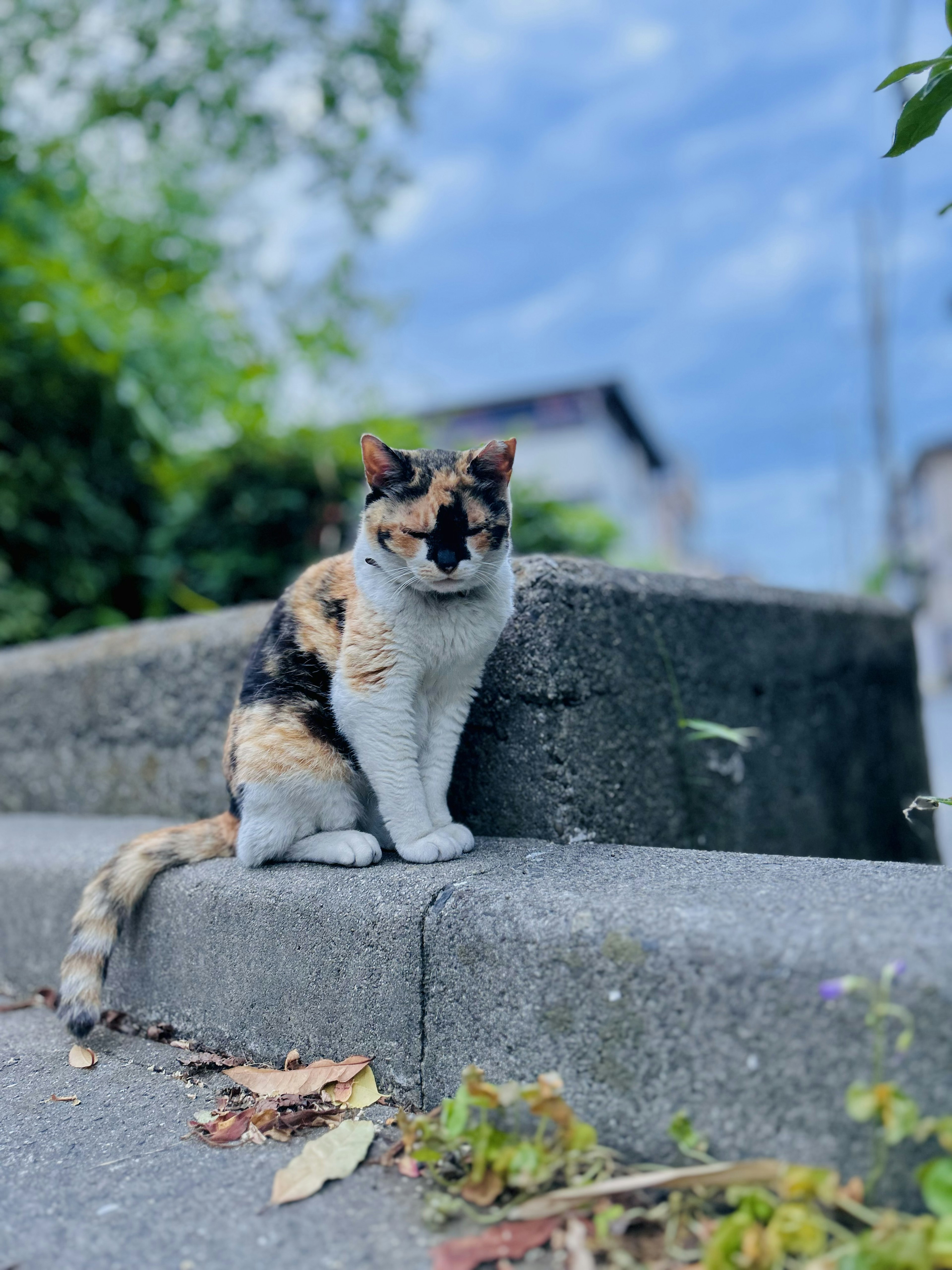 Calico-Katze sitzt auf einem Steinrand am Straßenrand