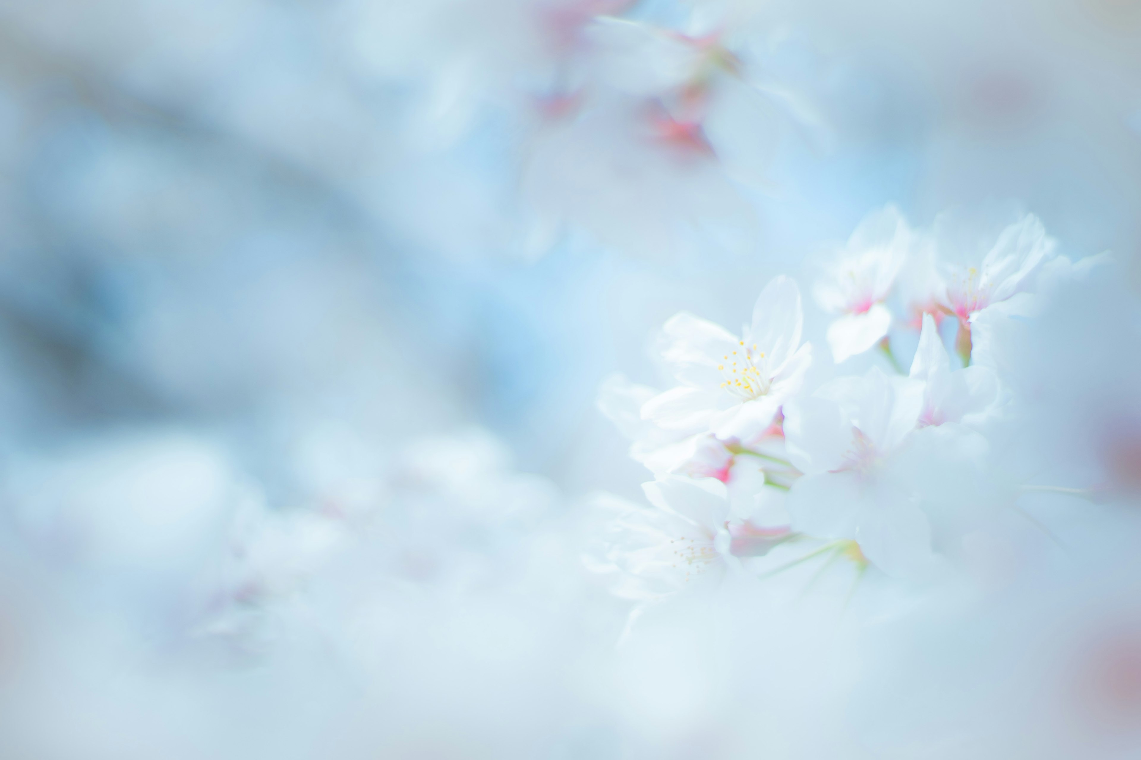 柔らかい青と白の背景に咲く桜の花びらのぼやけた画像