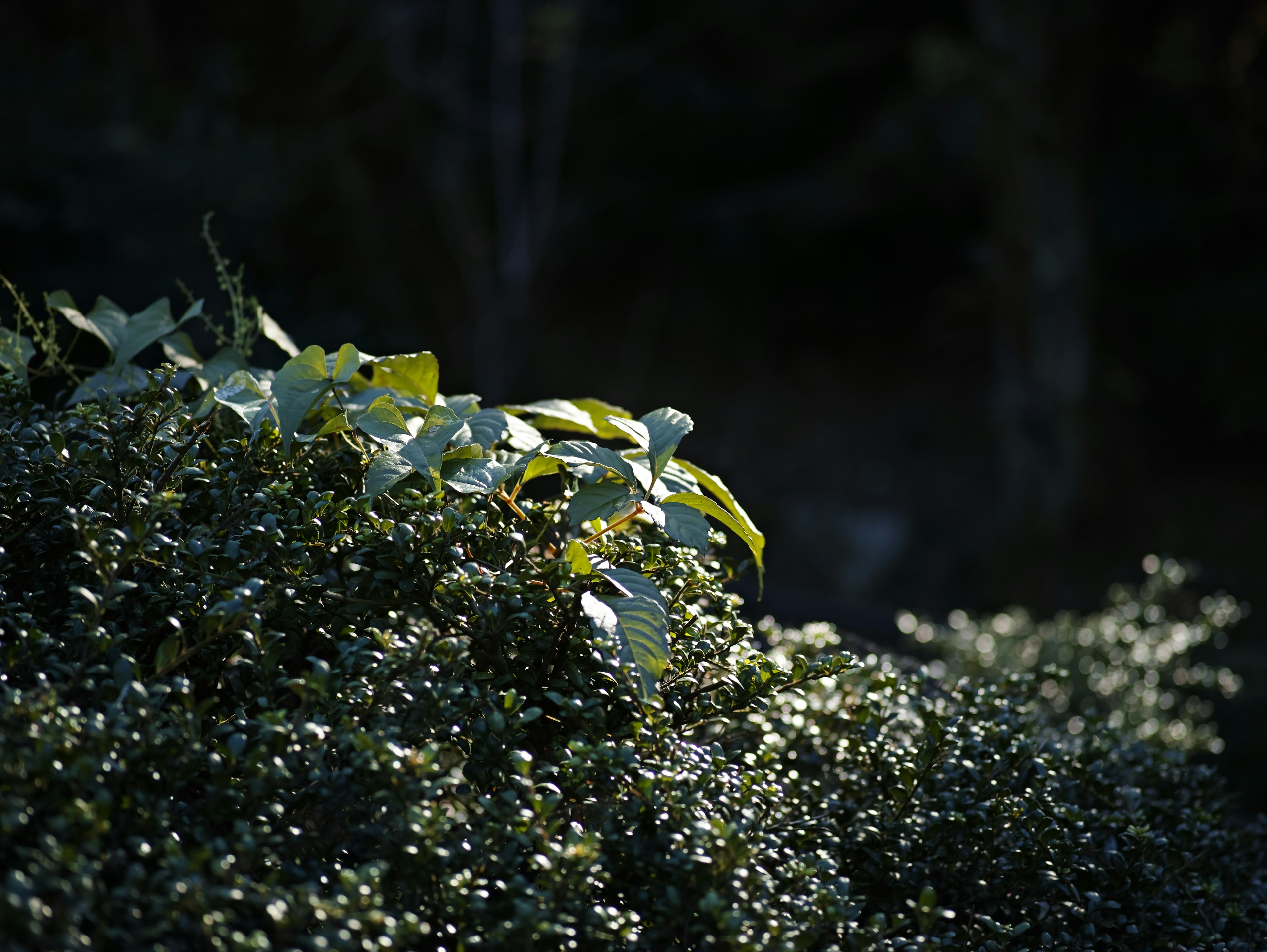 暗い背景に緑の葉が光る植物のクローズアップ