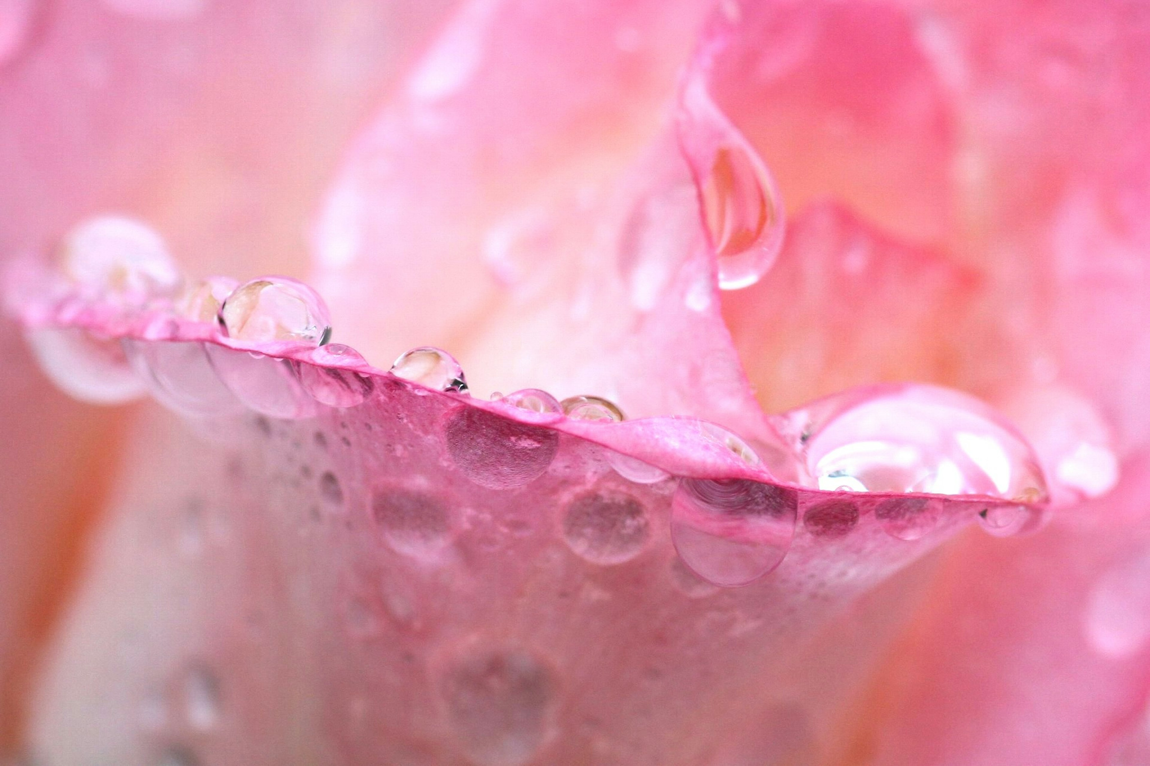 Nahaufnahme eines rosa Rosenblattes mit glitzernden Wassertropfen