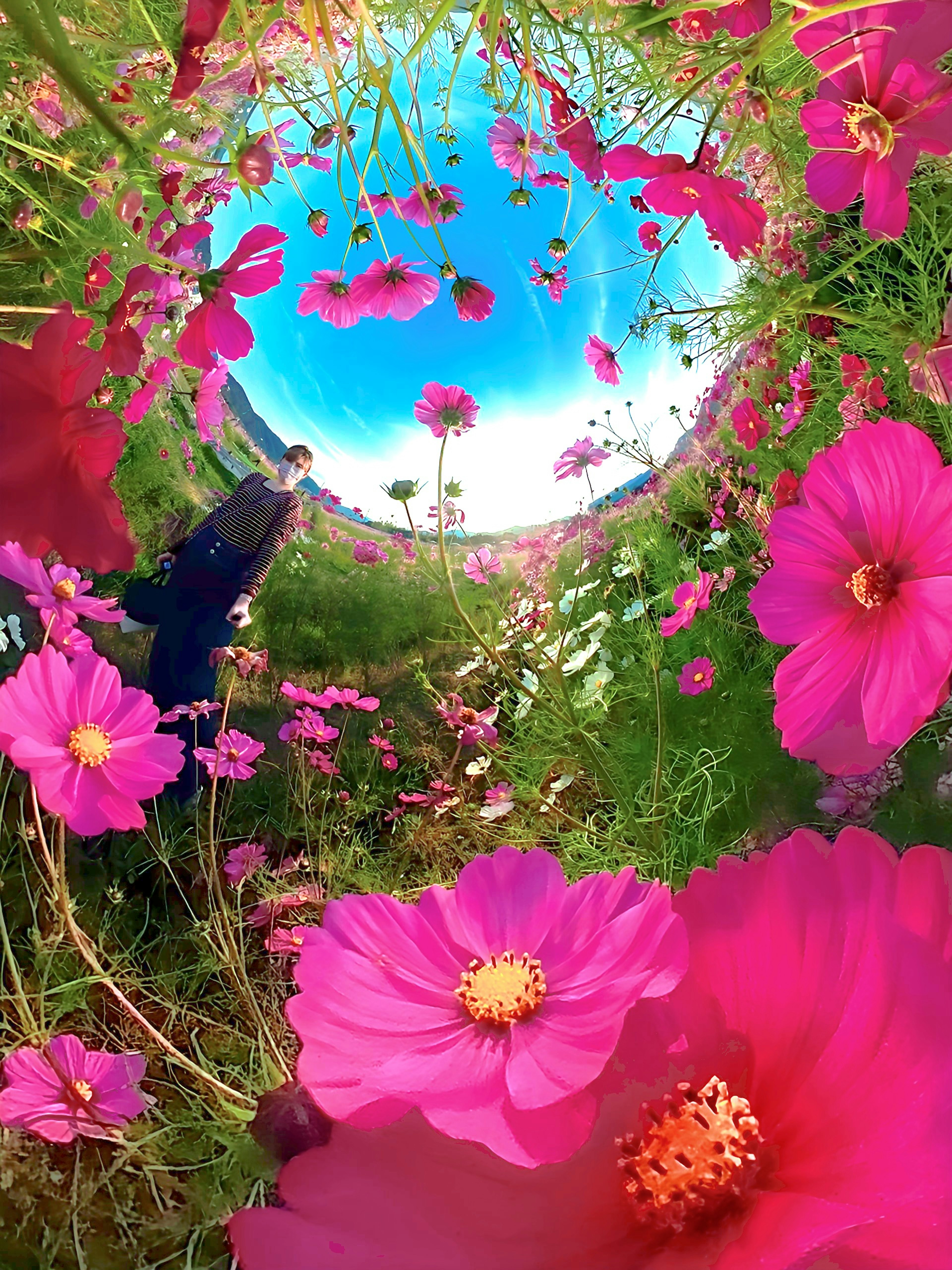 Vibrant pink cosmos flowers surround a clear blue sky