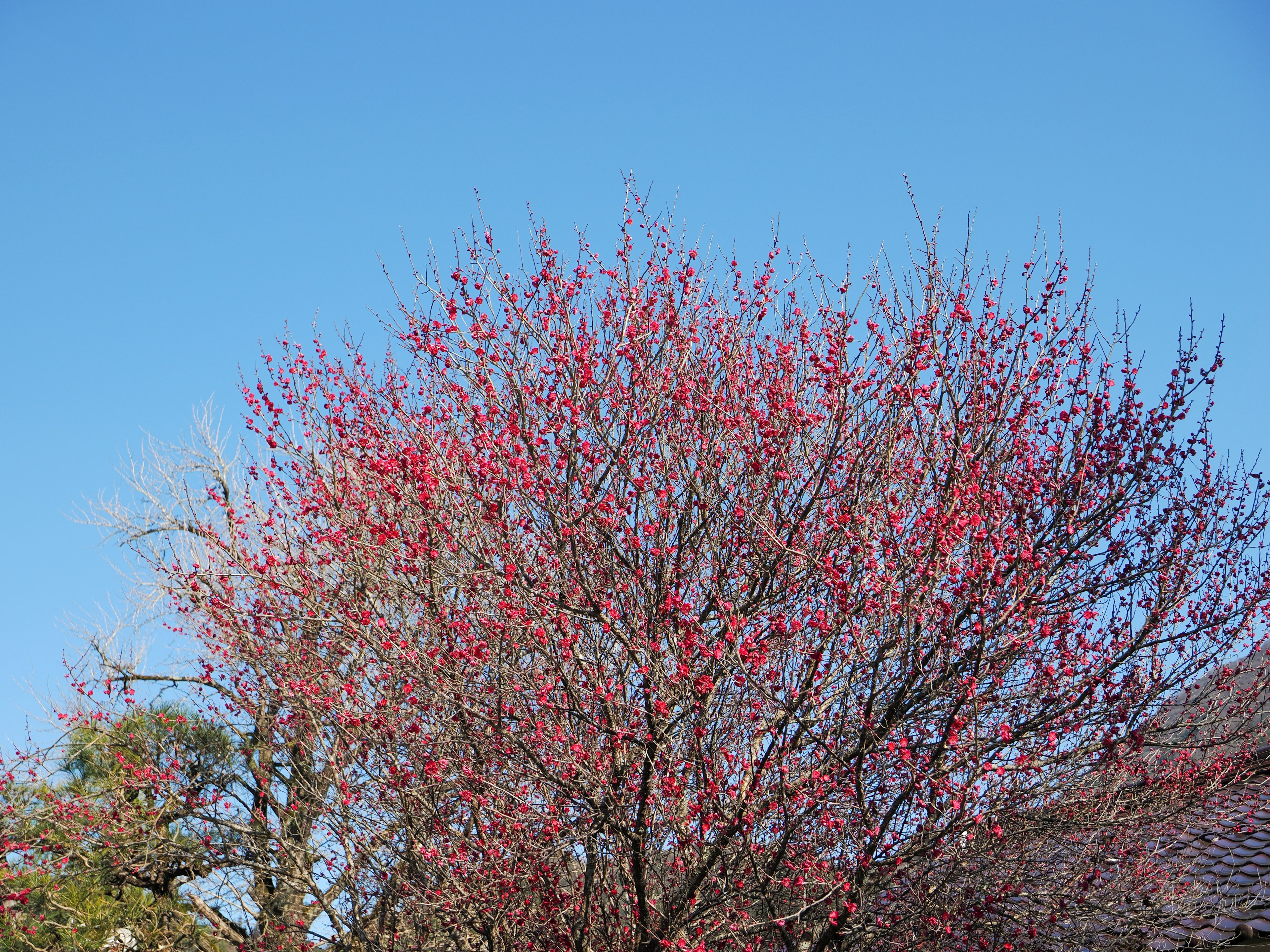 Partie supérieure d'un arbre avec des fleurs roses contre un ciel bleu