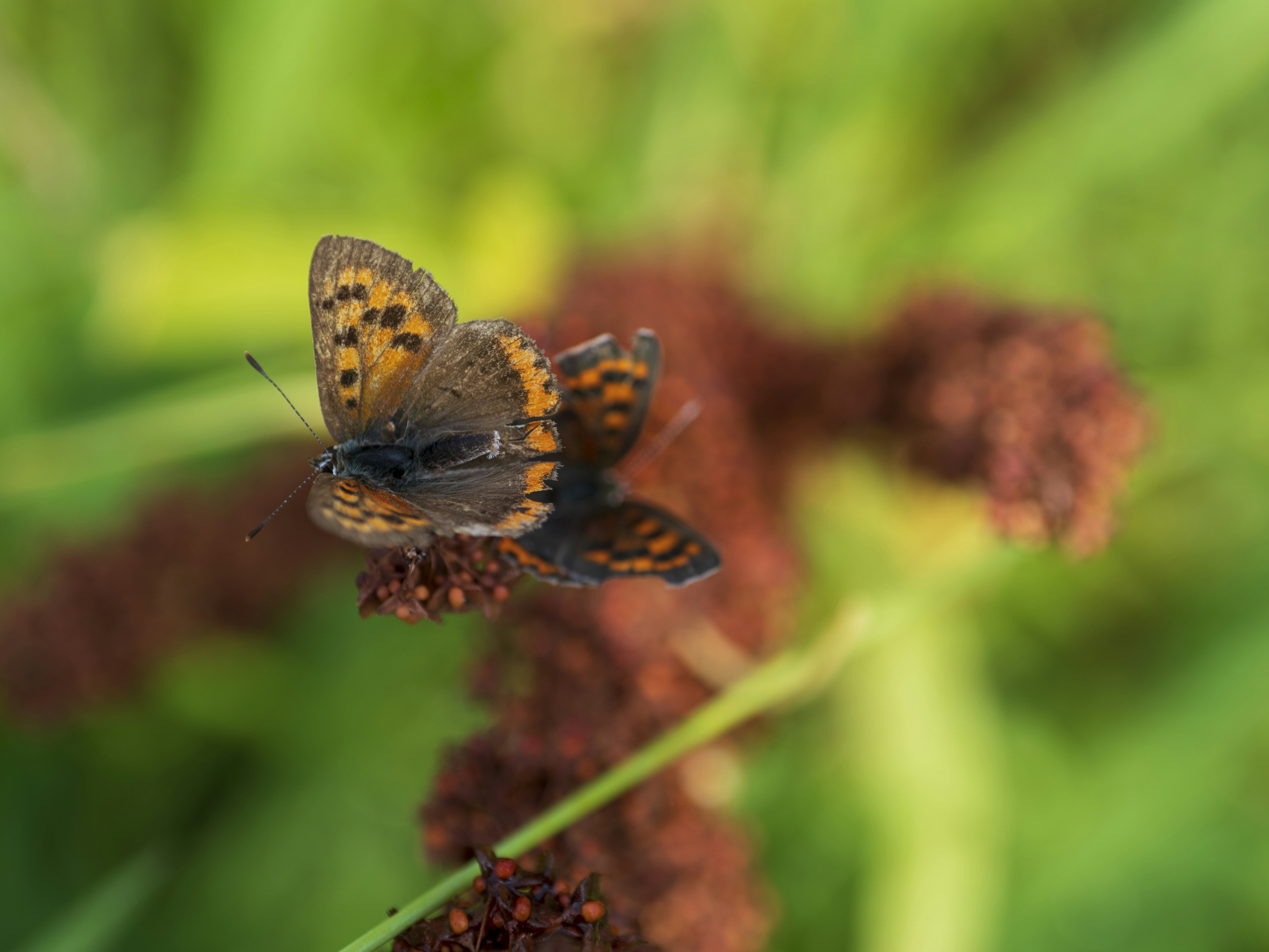 Ein Schmetterling mit lebhaften orange und schwarzen Mustern sitzt auf einer Blume vor einem grünen Hintergrund