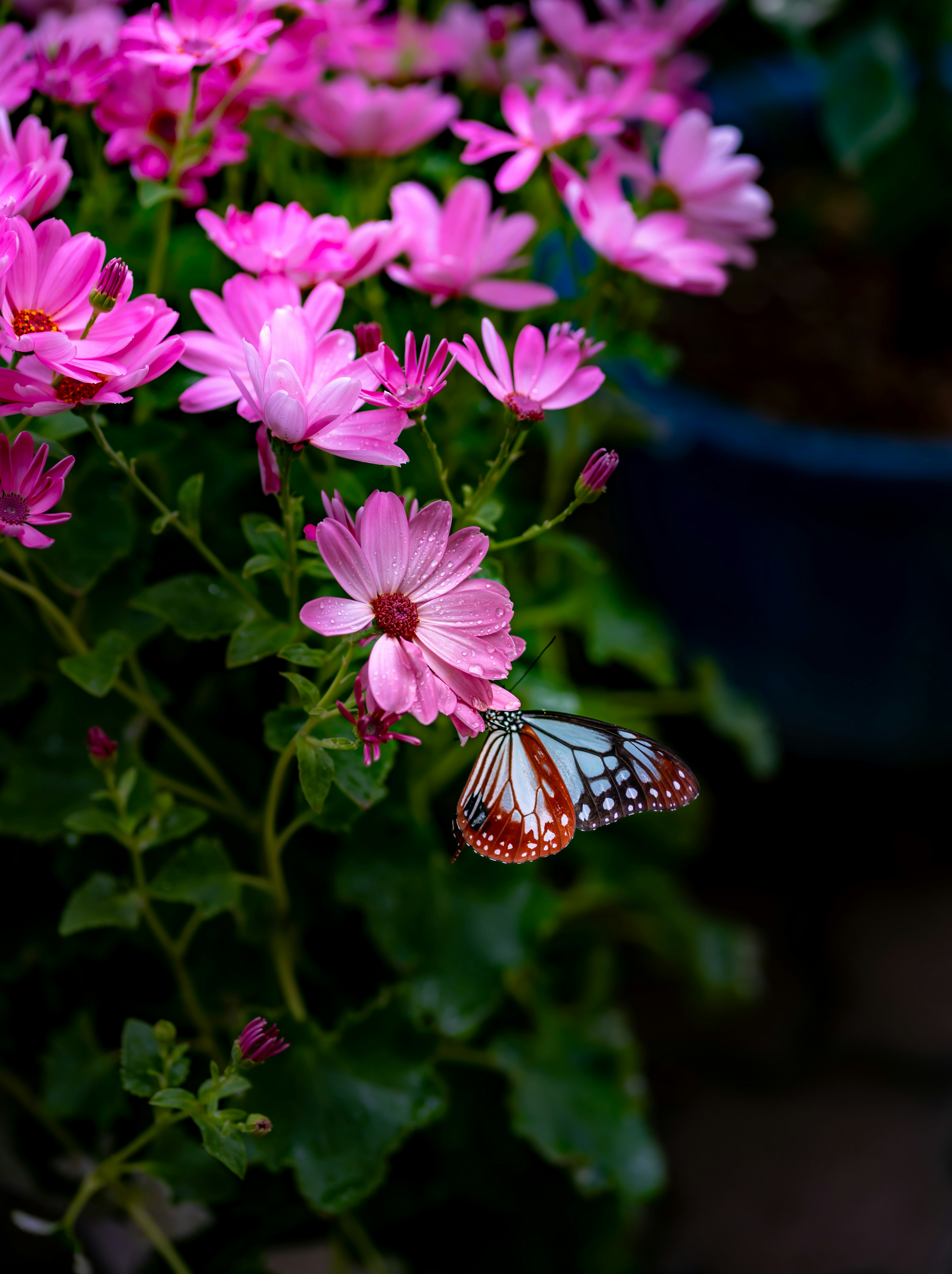 Una farfalla colorata appoggiata su fiori rosa in un giardino