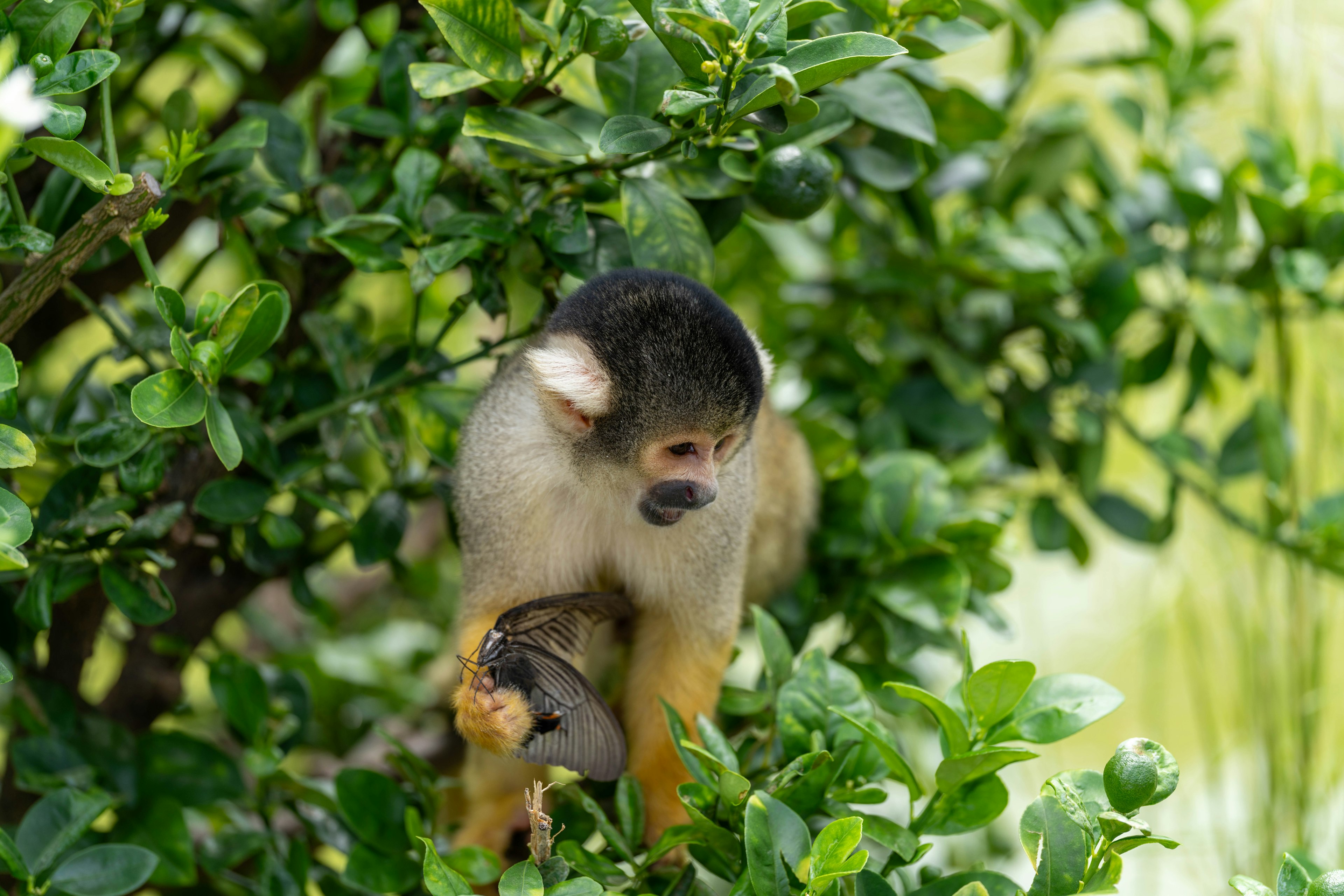 Singe écureuil tenant un fruit sur une branche verte