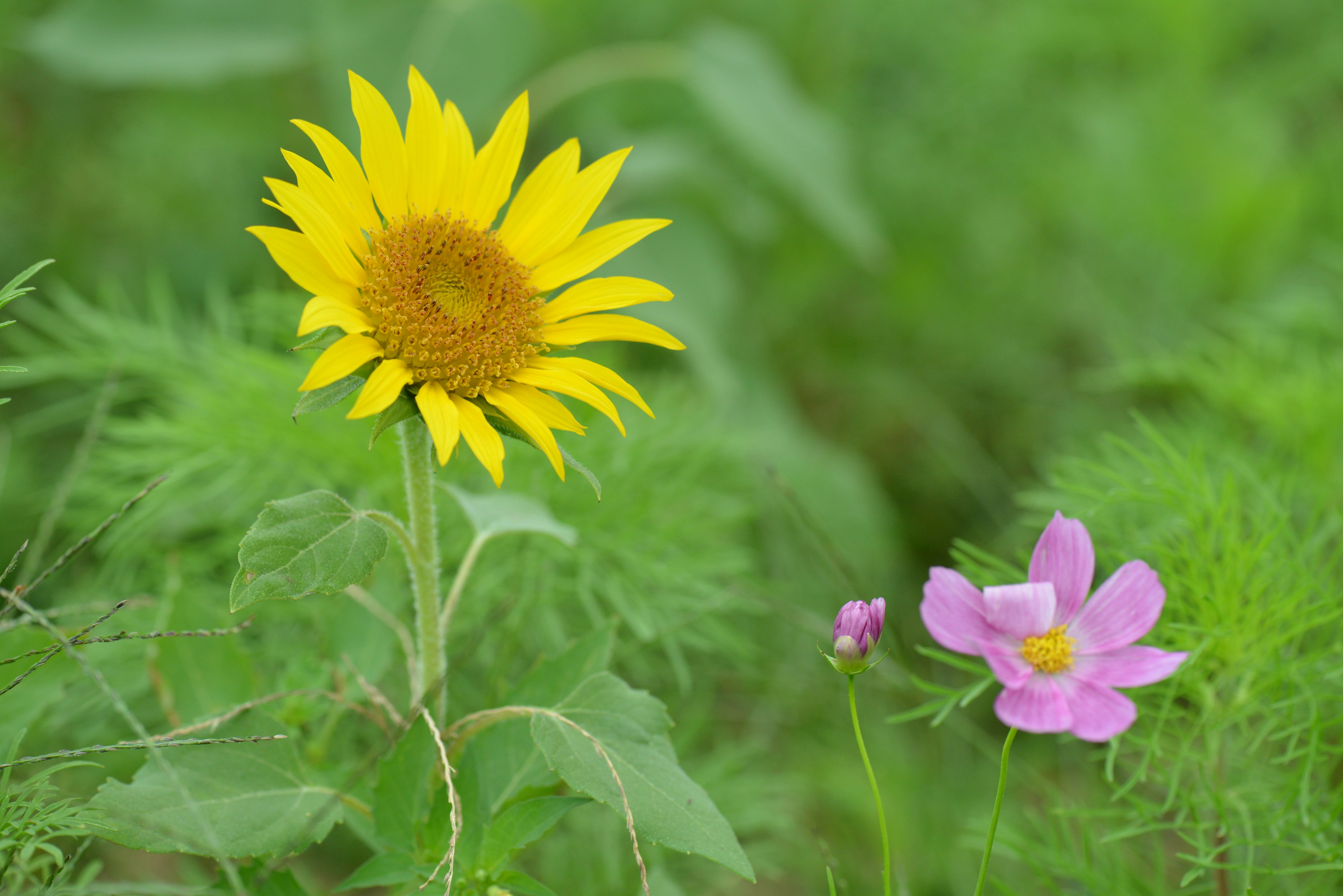 Girasol amarillo brillante y flor rosa sobre fondo verde