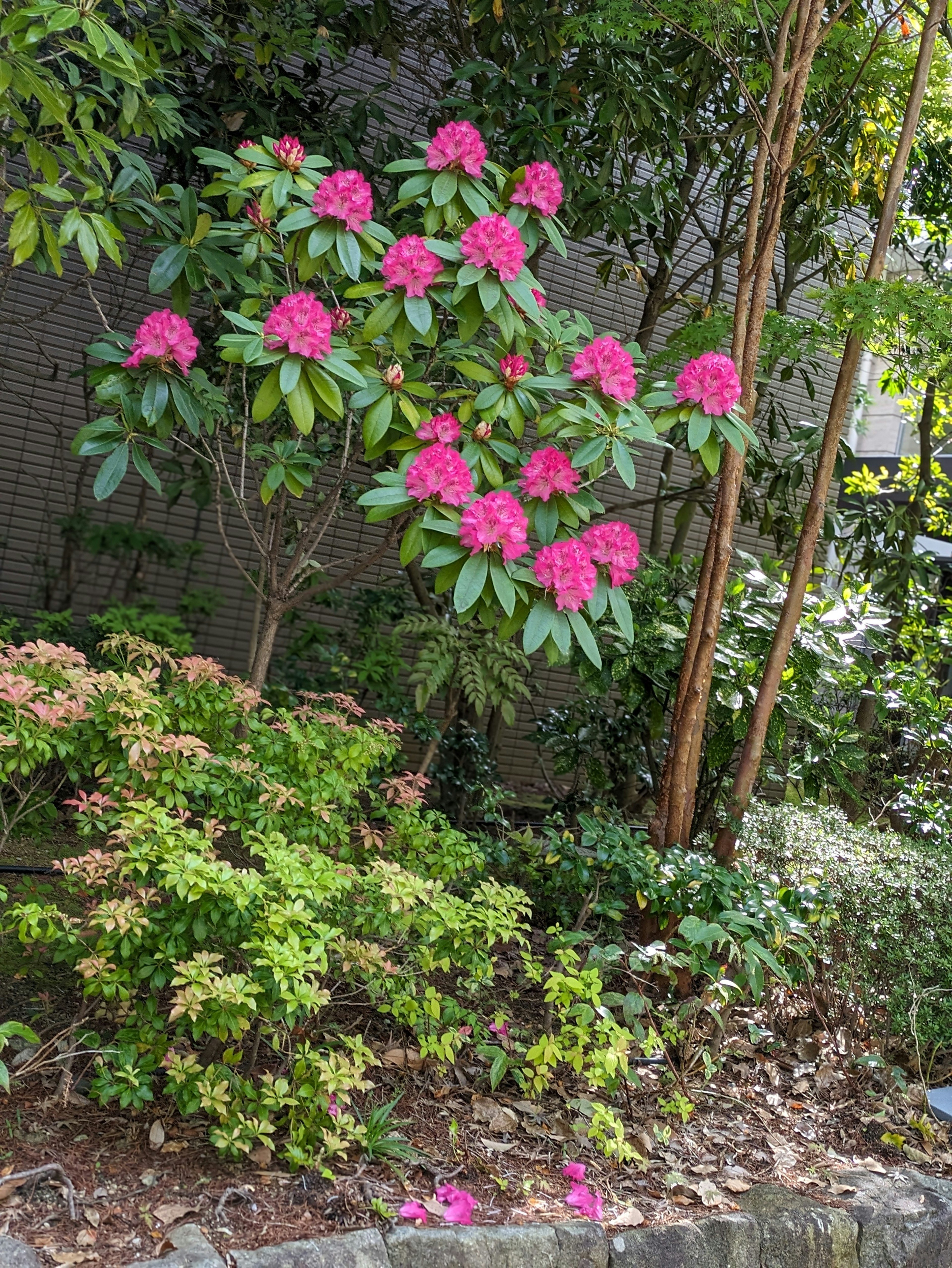 Lebendige rosa Blumen an einem Rhododendronbaum umgeben von üppigem Grün