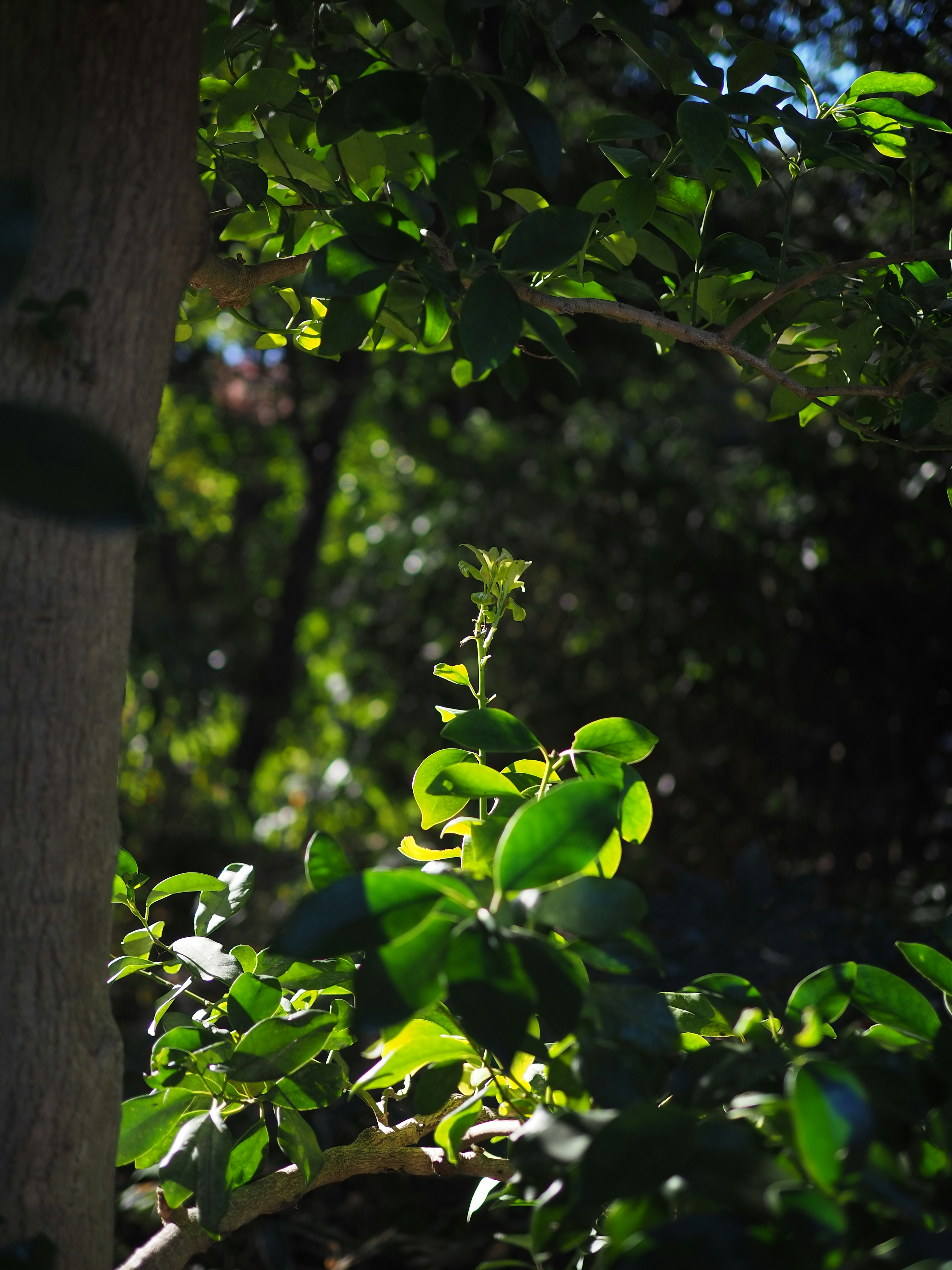 Nouvelle pousse entourée de feuilles vertes et de lumière du soleil