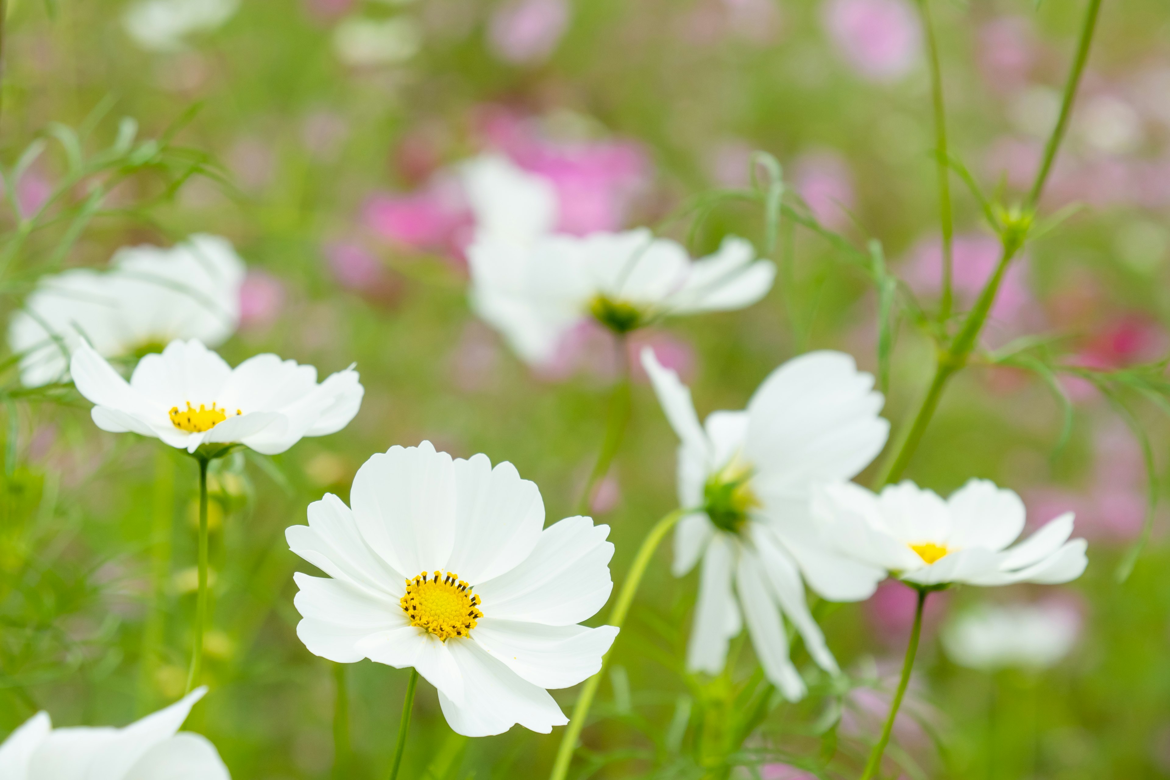 A field of white flowers with a soft pink background